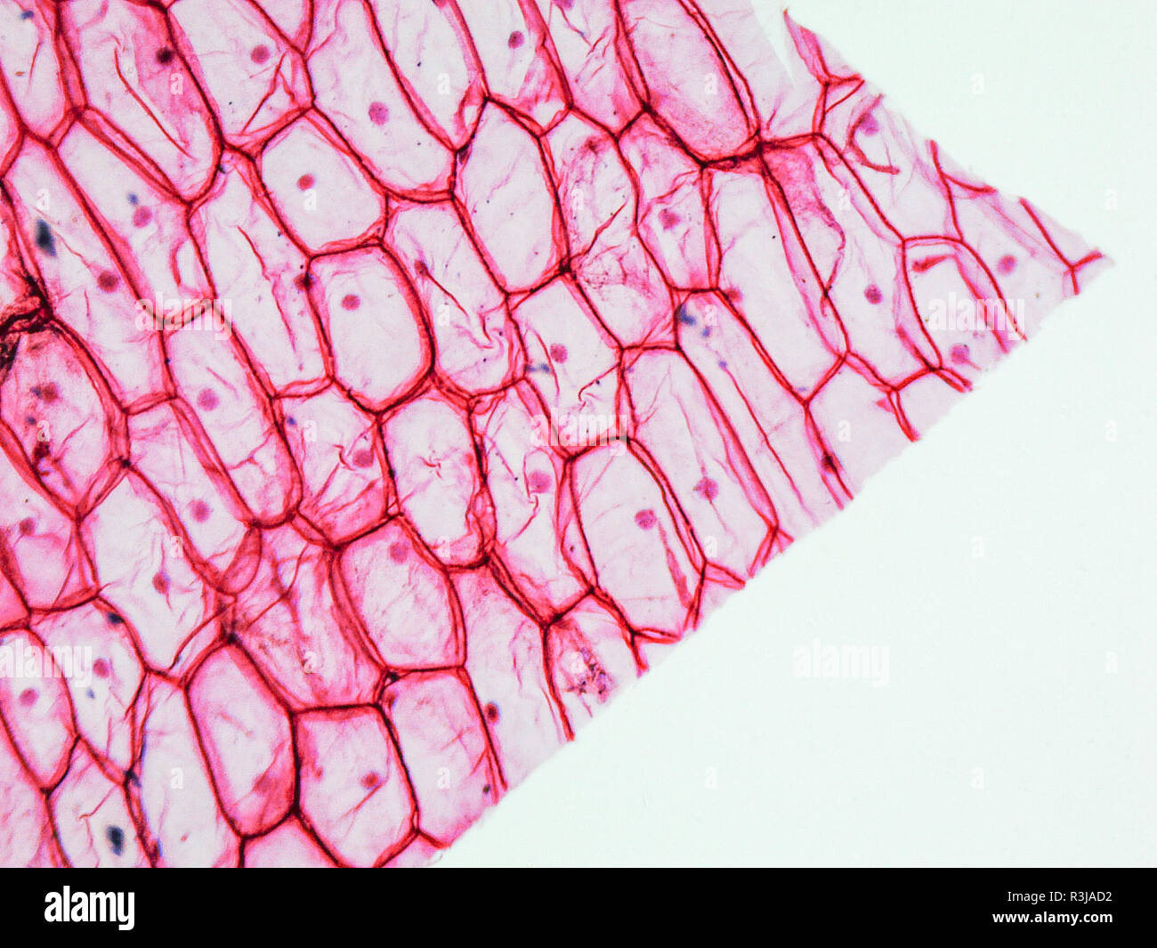 Onion skin cell hires stock photography and images Alamy