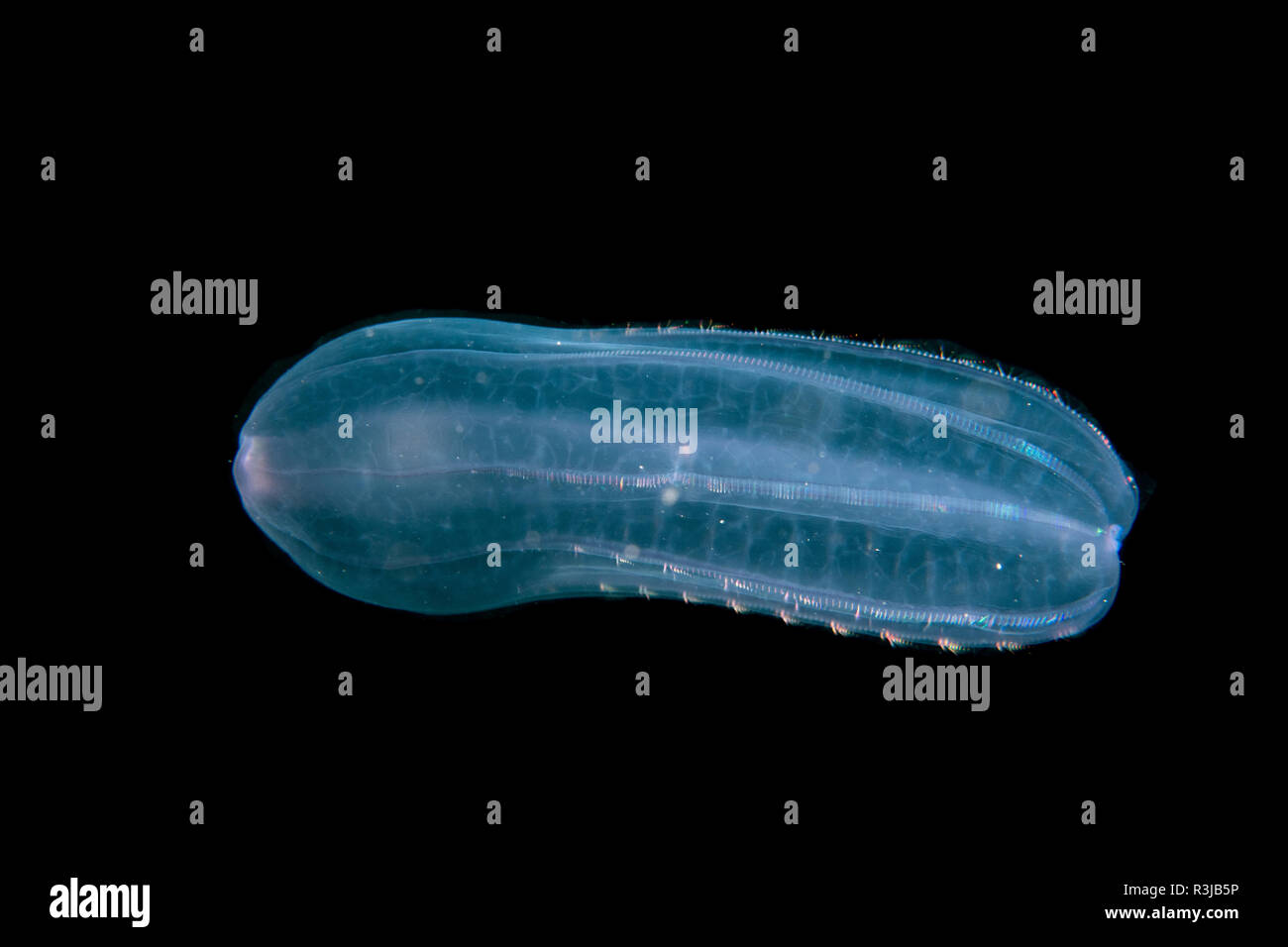 Comb jellyfish Beroe cucumis Stock Photo