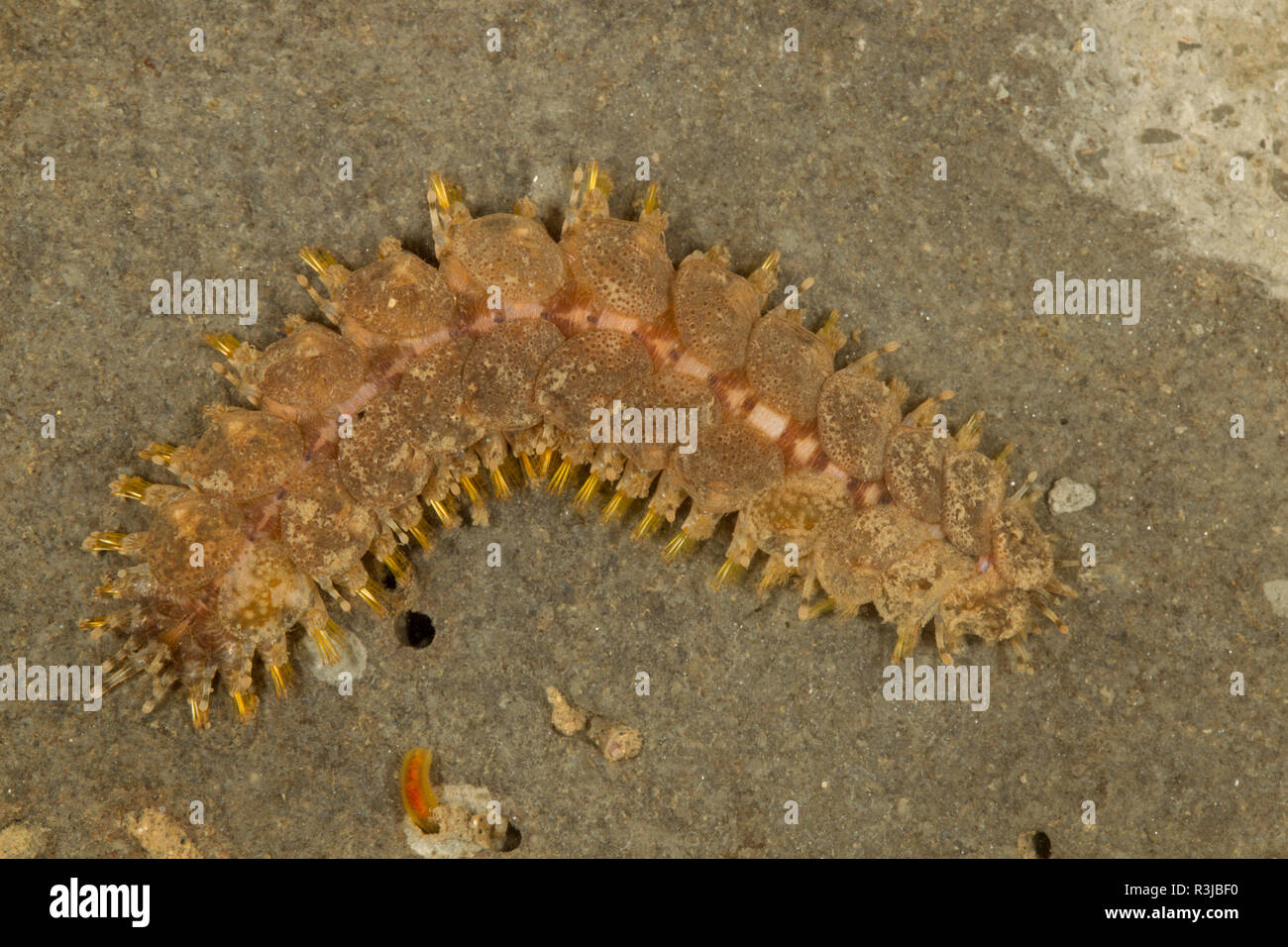 Scaleworm Lepidonotus clava Stock Photo