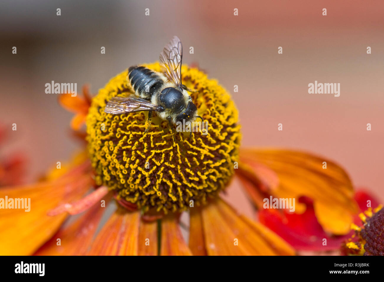 Patchwork leafcutter bee, Megachile centuncularis, with wings outstretched feeding from a Helenium flower Stock Photo