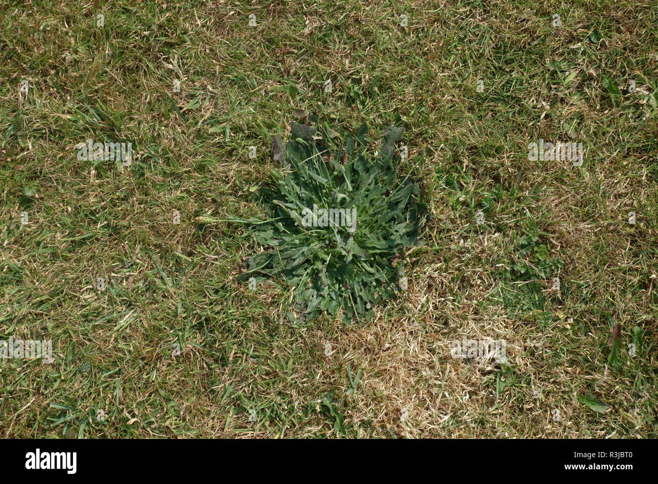 Smooth hawksbeard, Crepis capillaris, rosette of leaves and prostrate flower stems in a mown coastal lawn Stock Photo