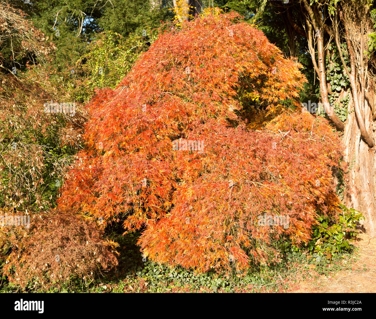 Japanese maple tree in autumn colour, Acer Palmatum, National arboretum, Westonbirt arboretum, Gloucestershire, England, UK Stock Photo