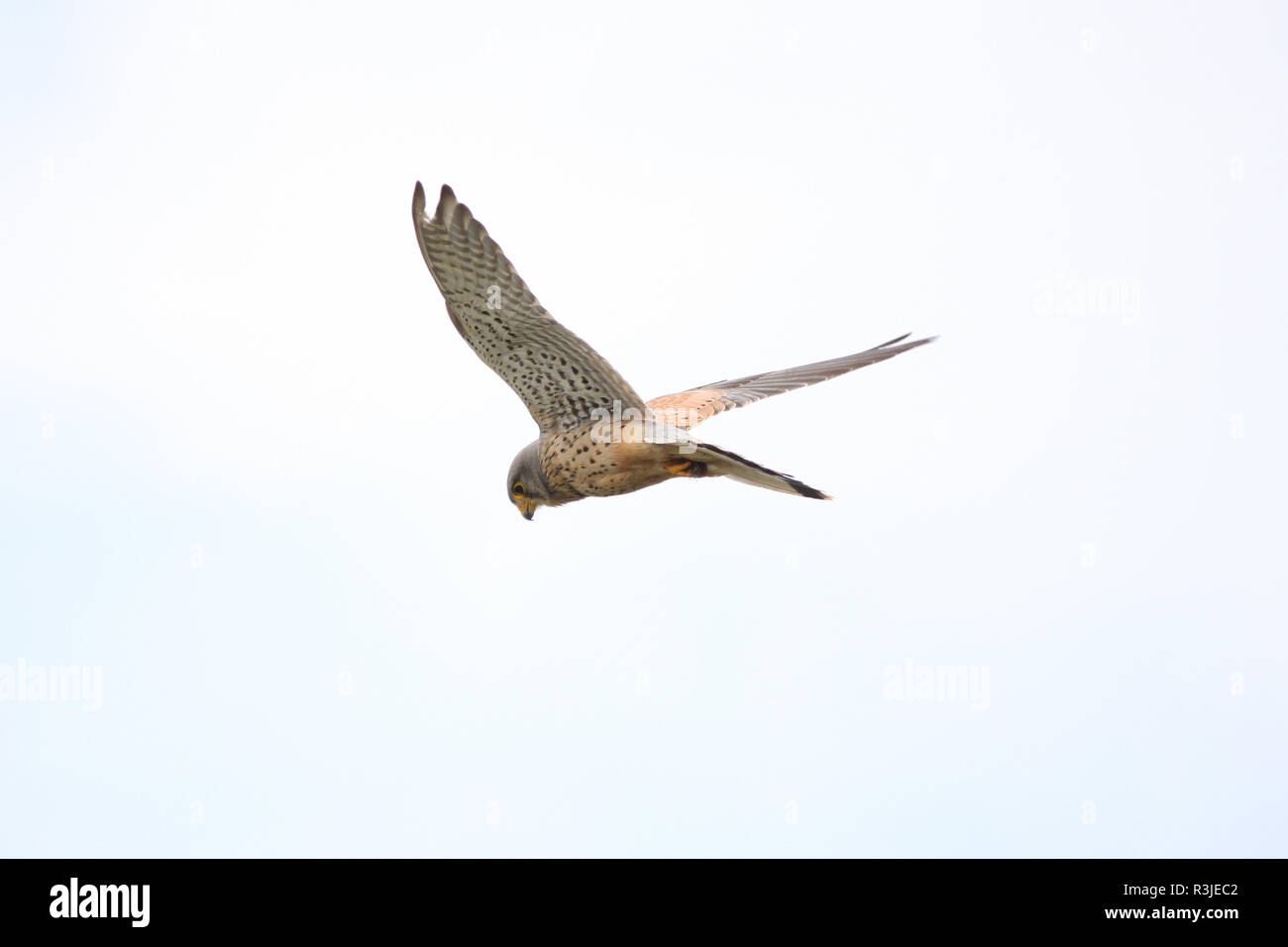 Jagdvogel hi-res stock photography and images - Alamy