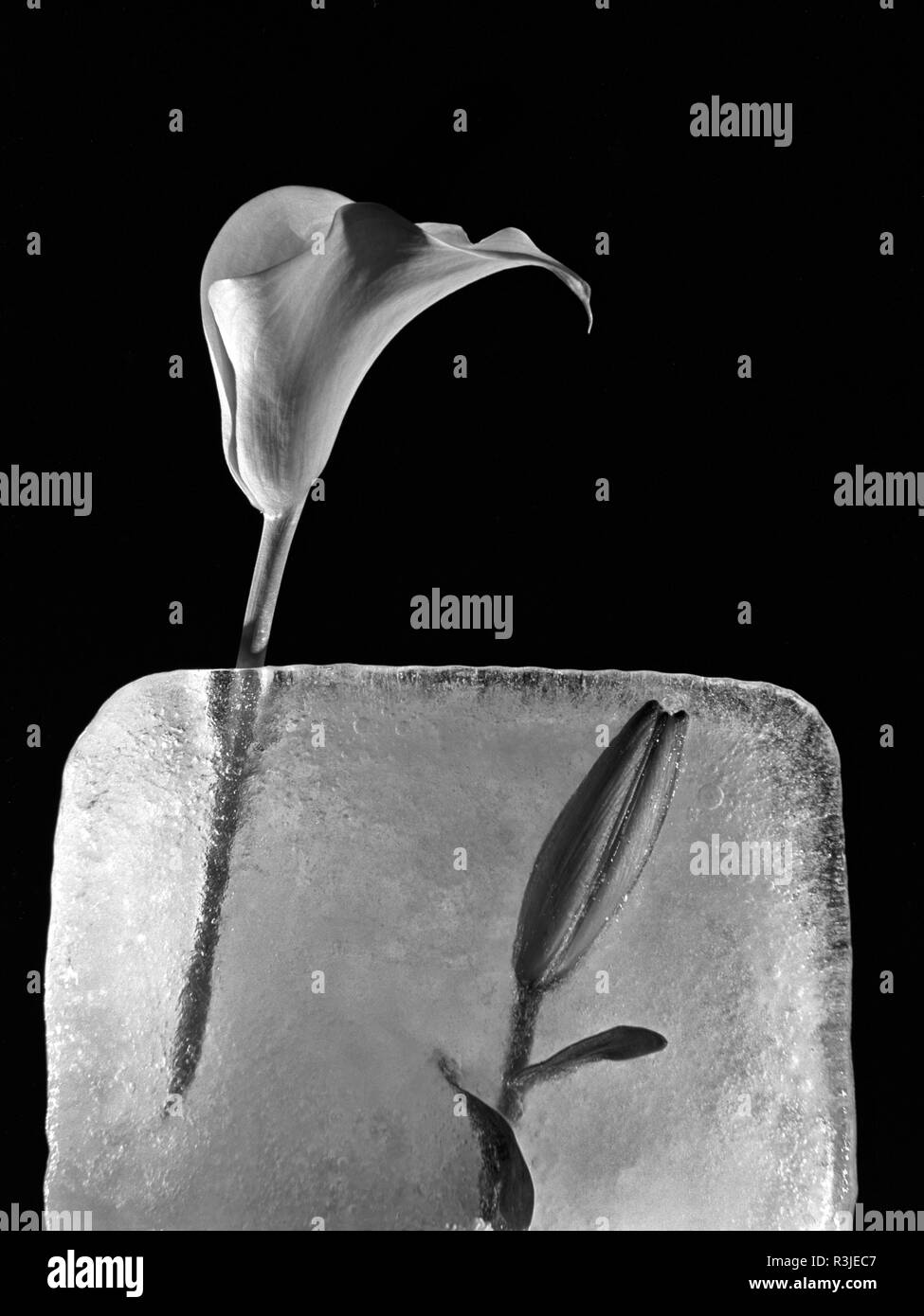 Flourishing season Black and White Stock Photos & Images - Alamy