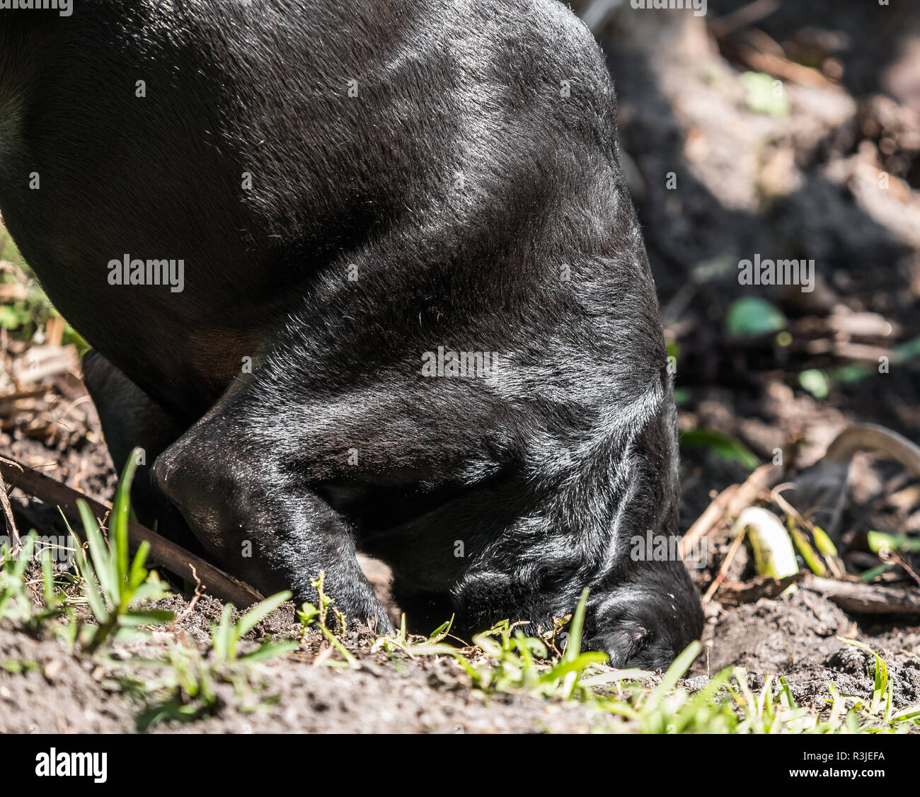 Large black dog digging a hole in dirt with his head halfway in it. Stock Photo