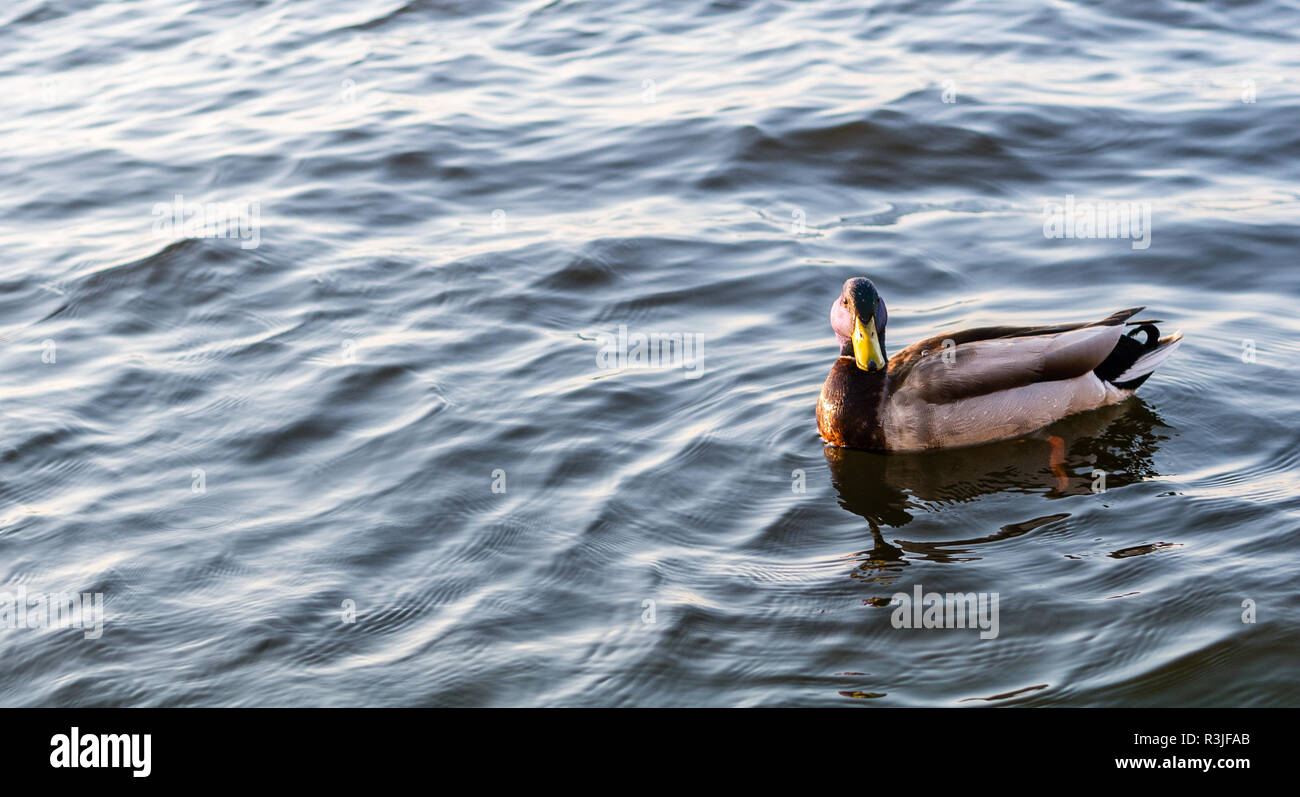 A drake Florida Mallard duck paddling in water Stock Photo Alamy