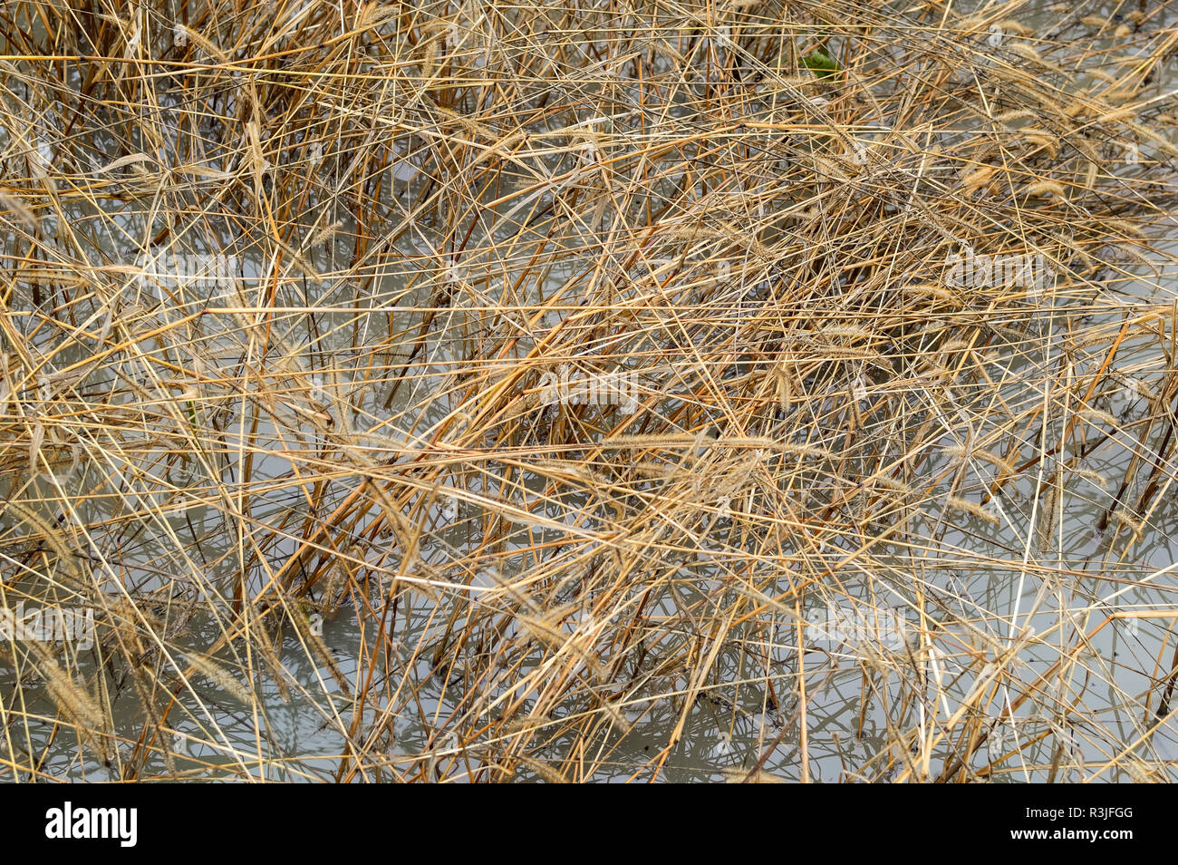 grass in water Stock Photo Alamy