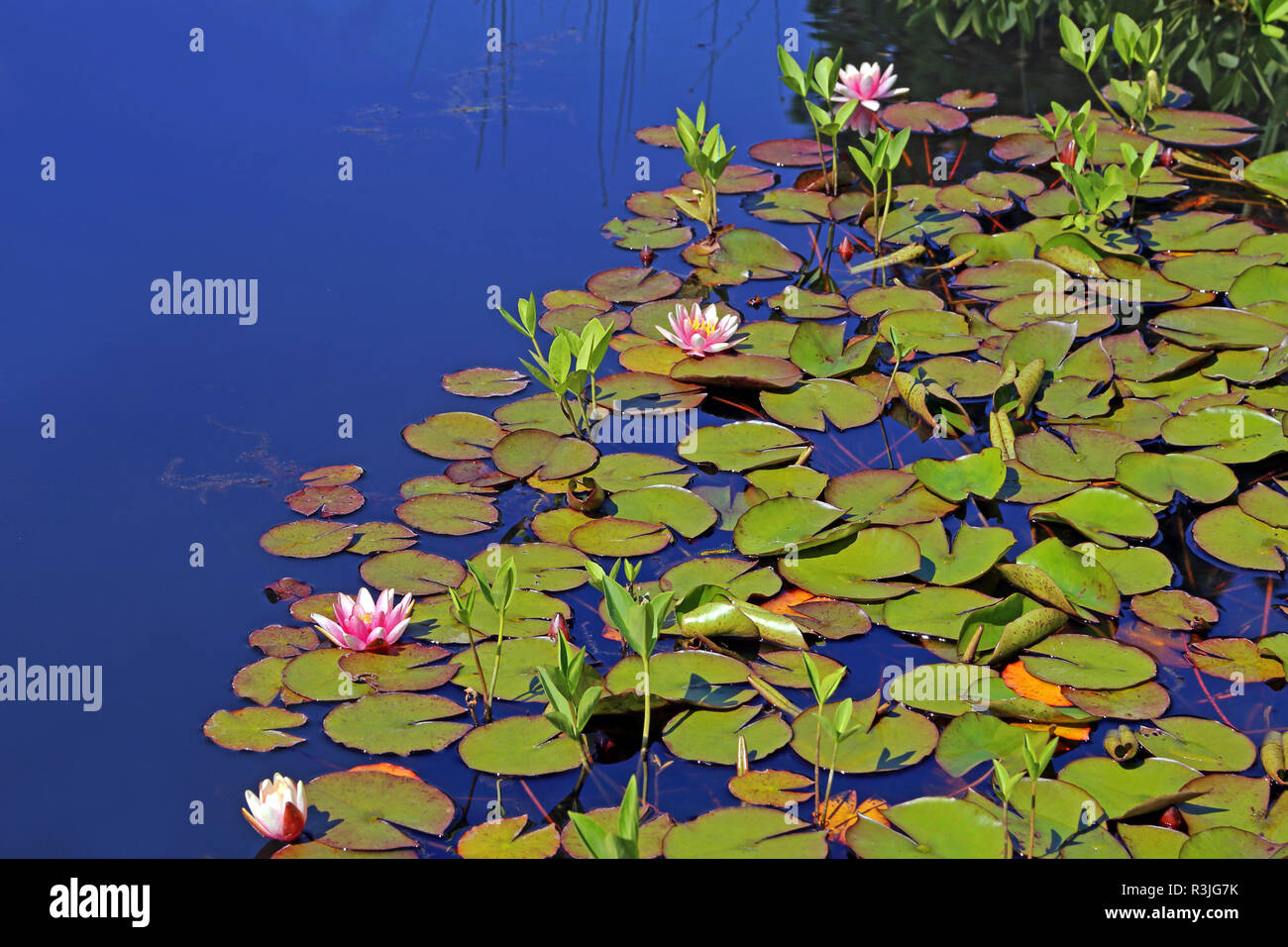 swimming leaf zone of a pond Stock Photo