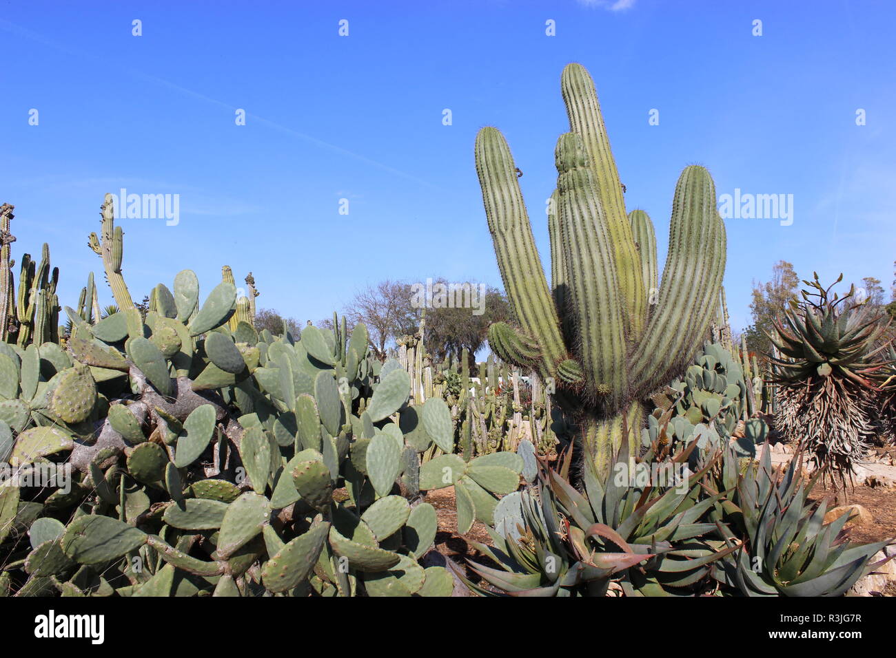 cactus garden Stock Photo