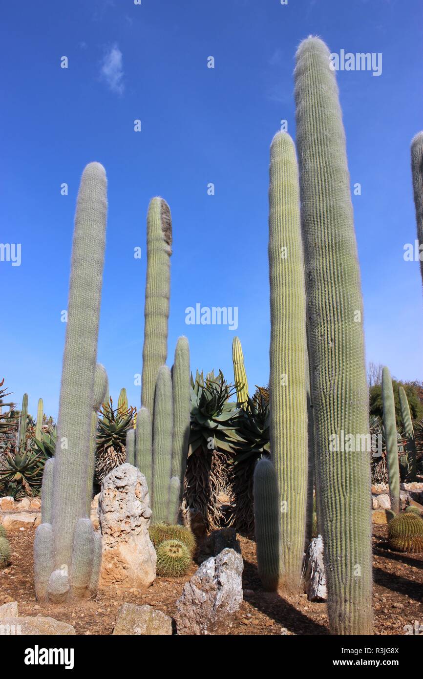columnar cacti Stock Photo