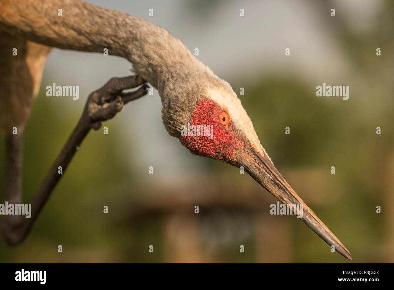 Bird scratching hires stock photography and images Alamy