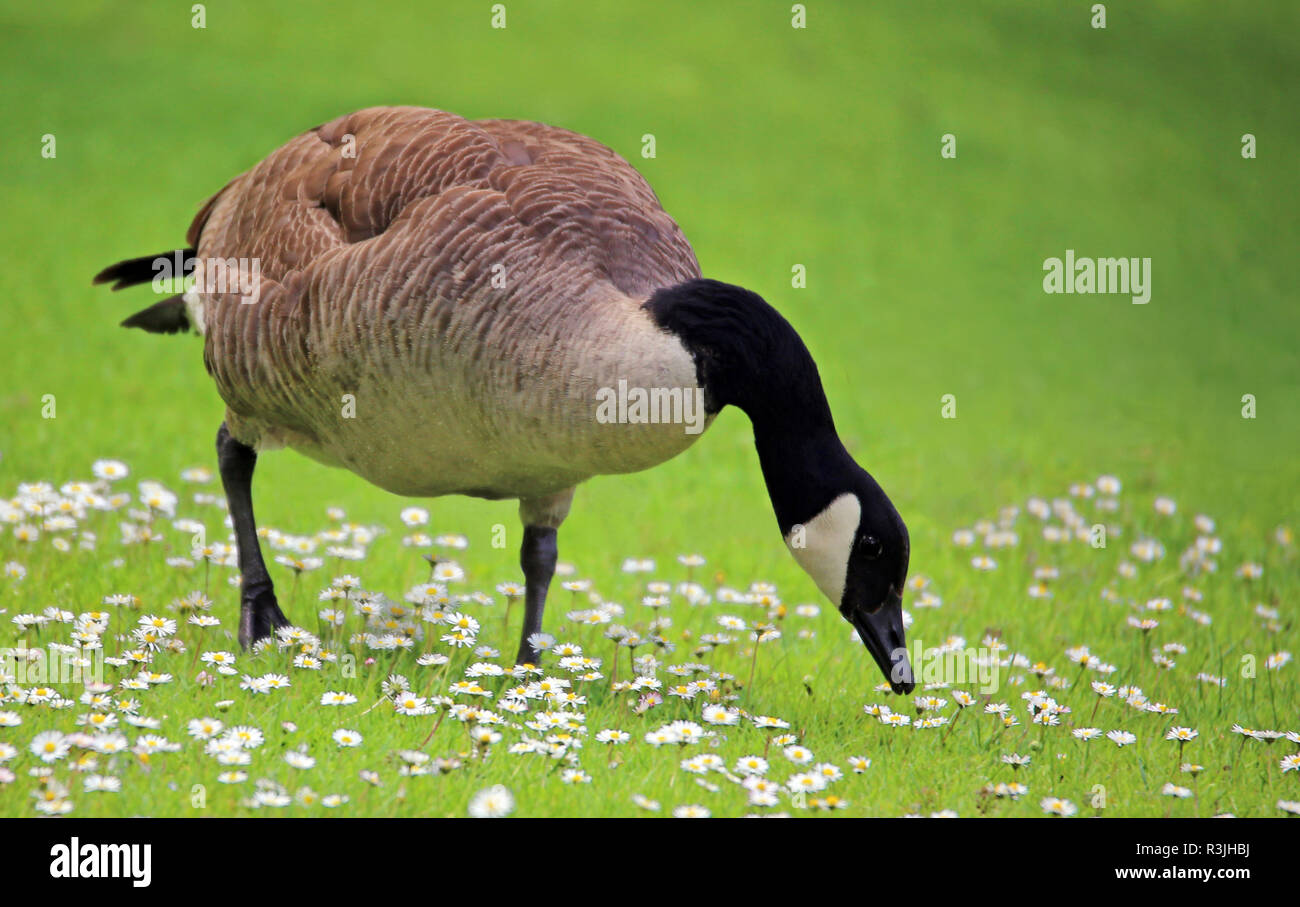 canada goose on a daisy meadow Stock Photo