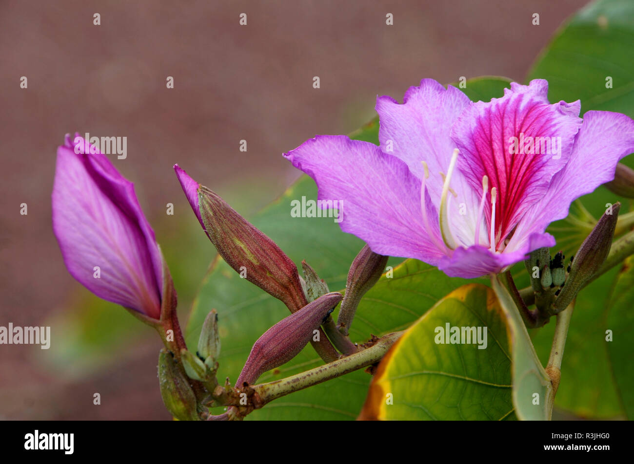 flowers of the orchid tree (bauhinia variegata) Stock Photo