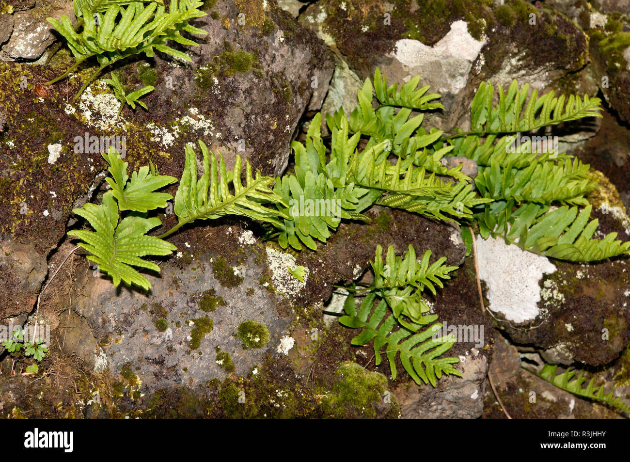 southern spotted fern (polypodium cambricum) Stock Photo