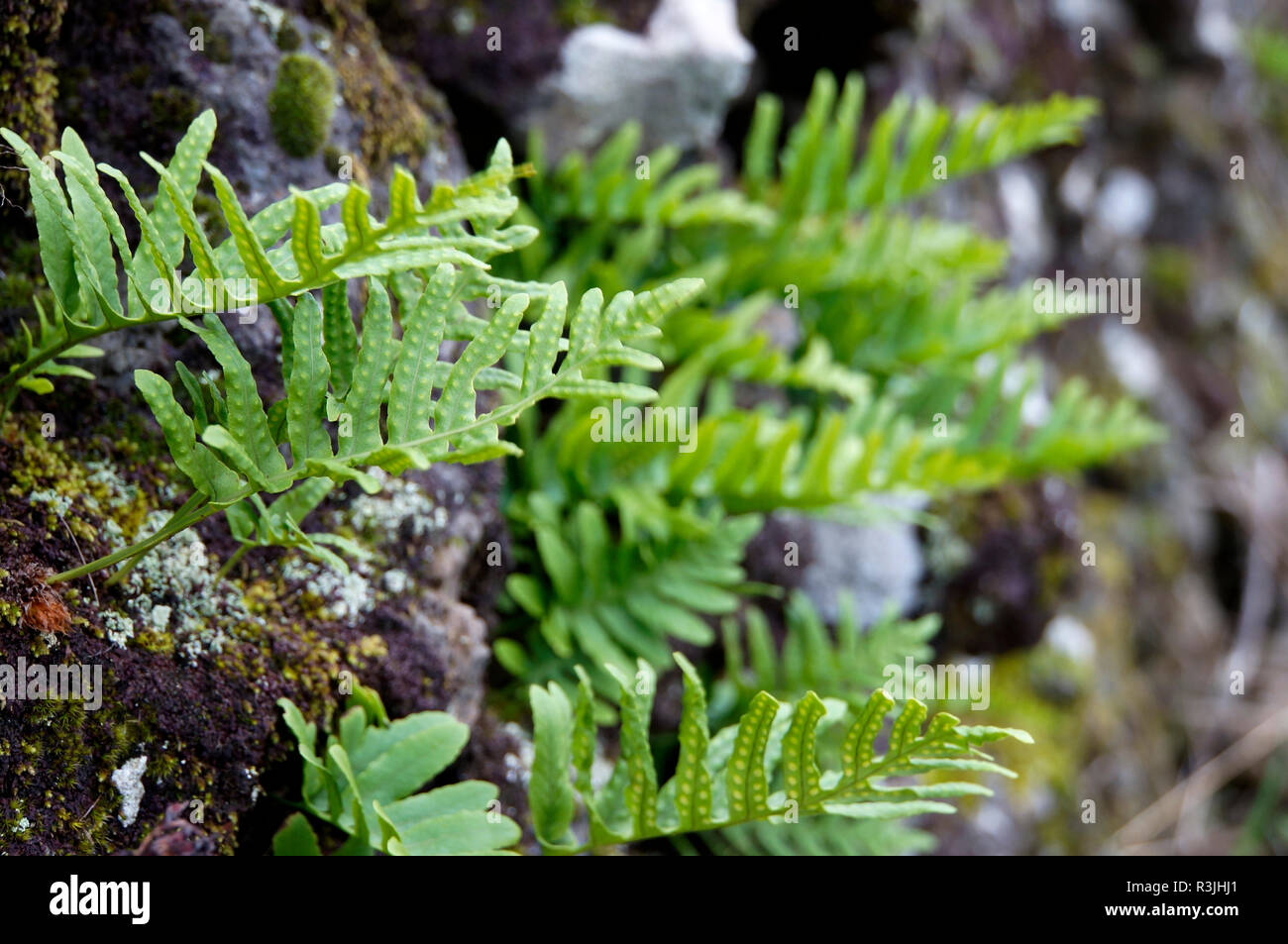 southern polypody (polypodium cambricum) Stock Photo