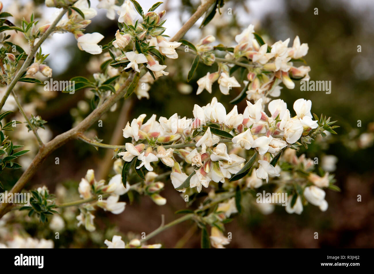 Sprossender zwergginster hires stock photography and images Alamy