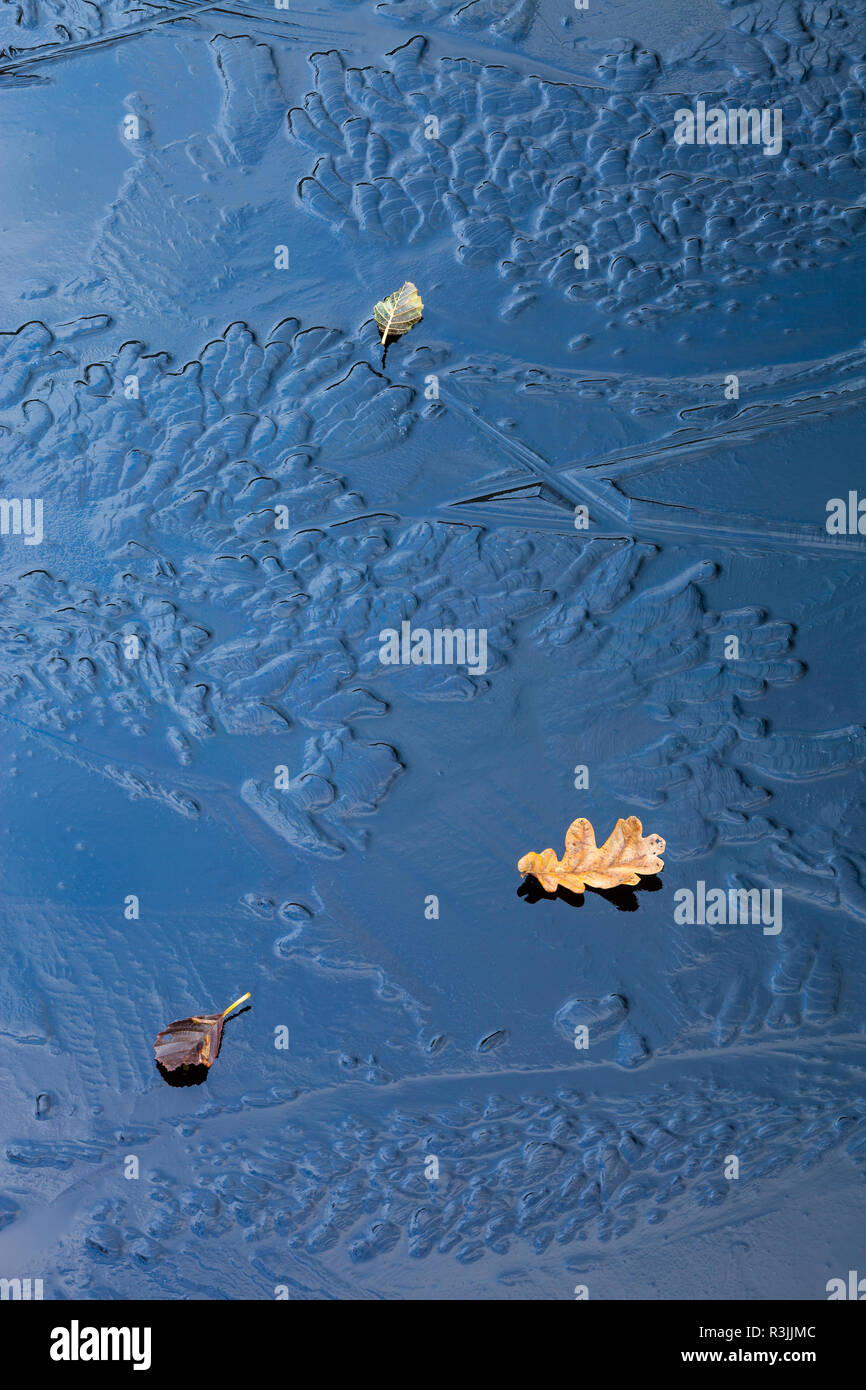 fallen autumn leaves on ice patterns in frozen pool / pond / lake with varied shapes in surface due to differing freeze conditions Stock Photo