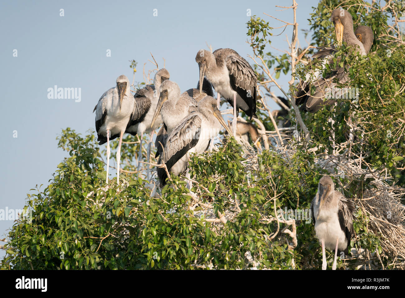 Immature yellow storks, (Mycteria ibis), standing near nests in tree, Chobe River, Botswana, Africa. Stock Photo