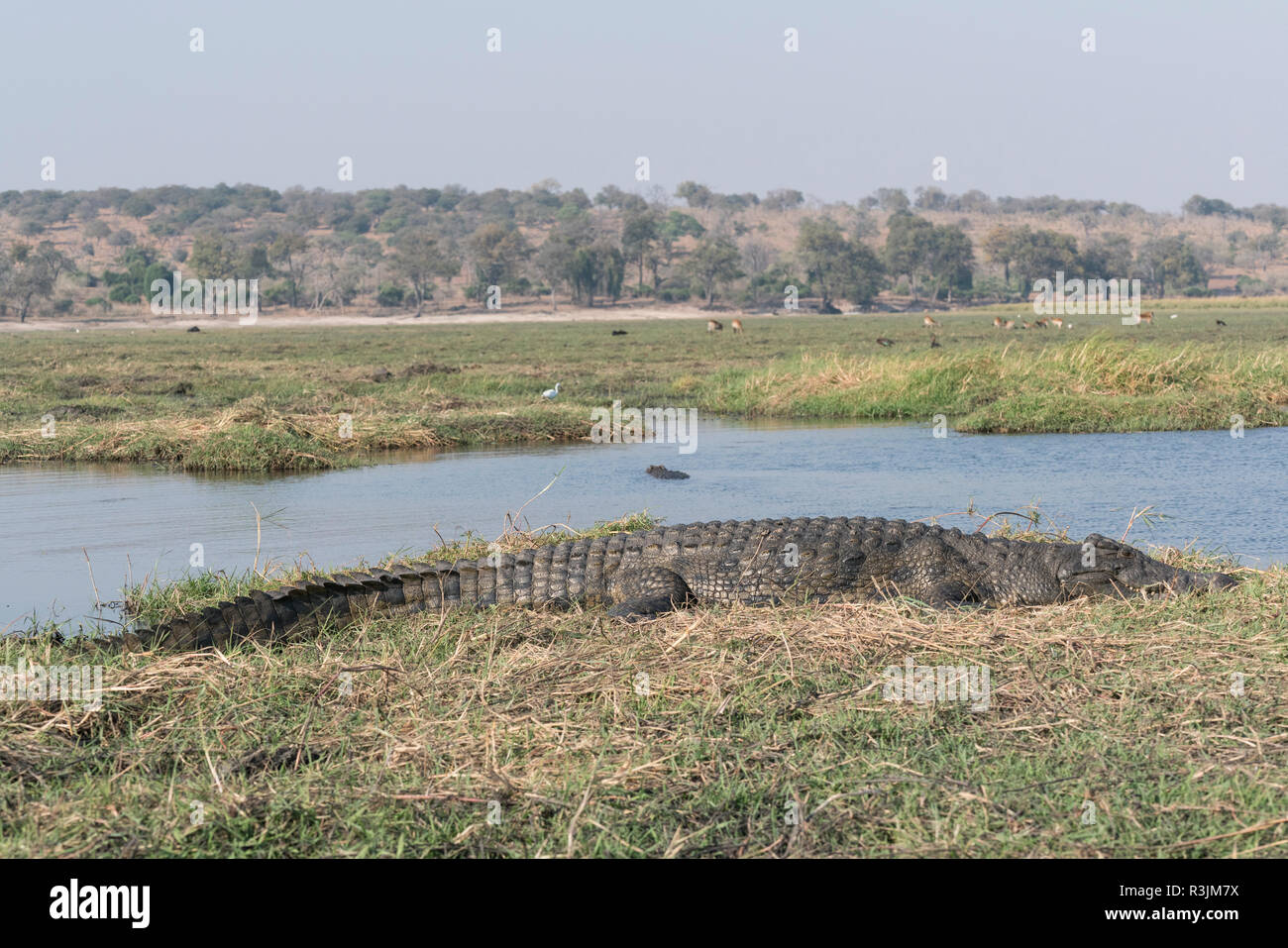A Large Nile Crocodile Crocodylus Niloticus Suns On The Banks