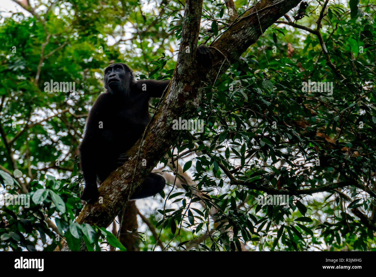 Western lowland gorilla (Gorilla gorilla) in tree. Odzala-Kokoua National Park. Cuvette-Ouest Region. Republic of the Congo Stock Photo