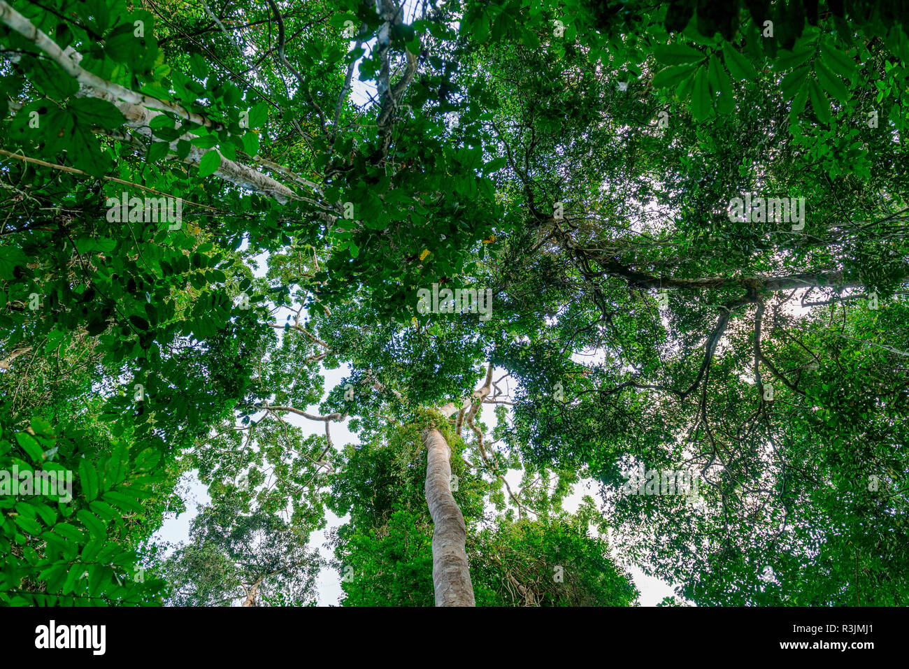 Marantaceae forest interior. Odzala-Kokoua National Park. Cuvette-Ouest Region. Republic of the Congo Stock Photo