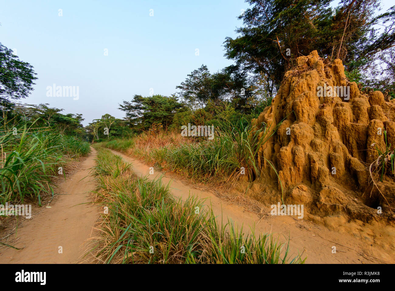 Termite (Macrotermes sp) mound with multiple spires. Odzala-Kokoua National Park. Cuvette-Ouest Region. Republic of the Congo Stock Photo