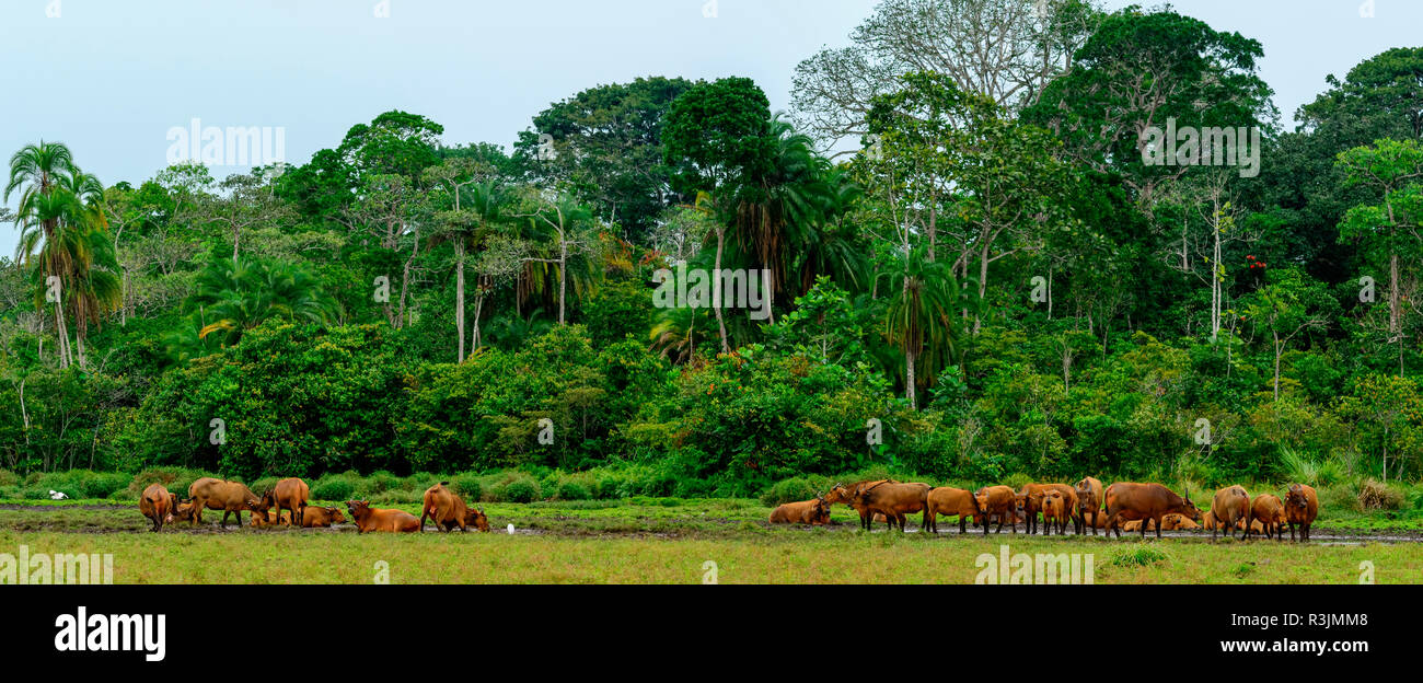 African forest buffalo hi-res stock photography and images - Alamy