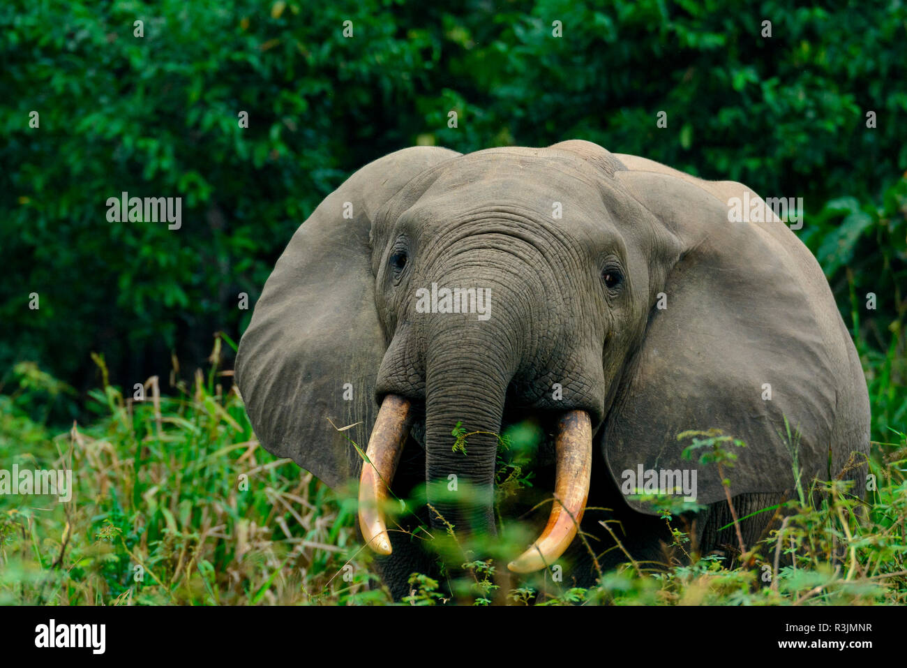 African forest elephant (Loxodonta cyclotis). Odzala-Kokoua National Park. Cuvette-Ouest Region. Republic of the Congo Stock Photo