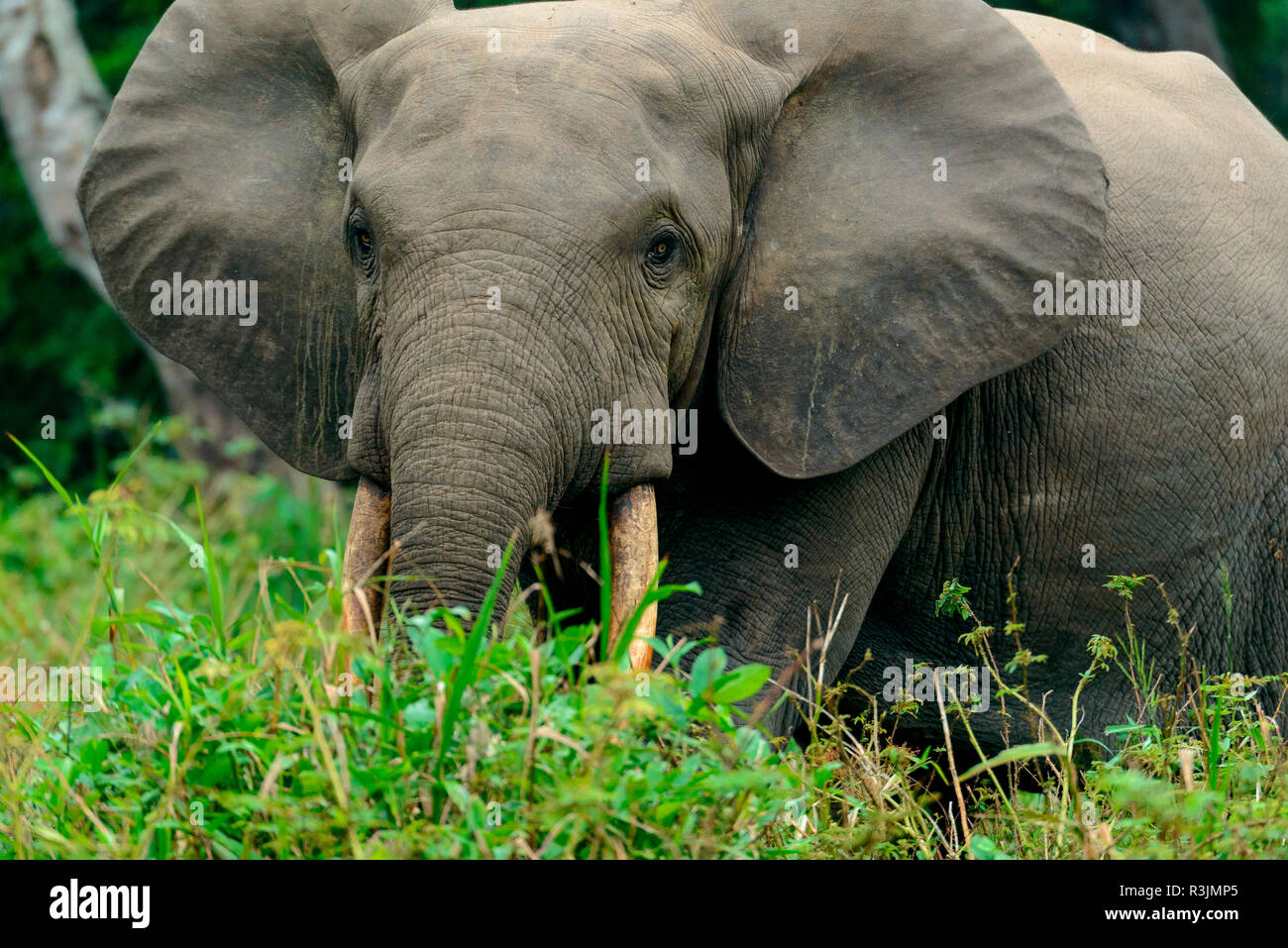 African forest elephant (Loxodonta cyclotis). Odzala-Kokoua National Park. Cuvette-Ouest Region. Republic of the Congo Stock Photo