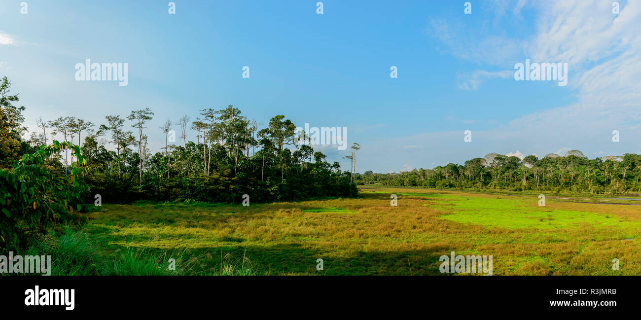 Lango Bai. Odzala-Kokoua National Park. Cuvette-Ouest Region. Republic of the Congo Stock Photo