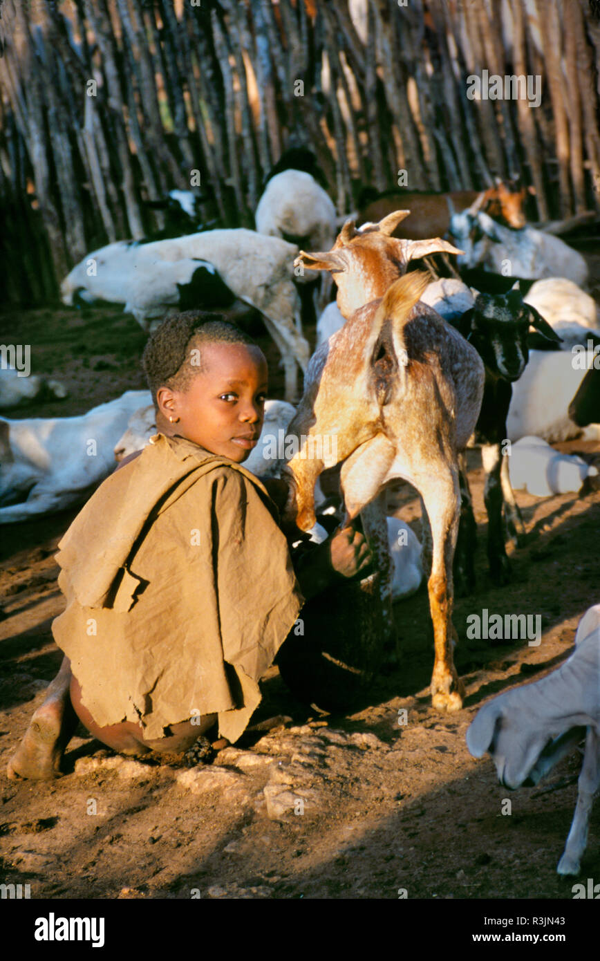 Young Hamar boy milks the family goats as part of his daily chores. Hamar tribe, Omo region, Ethiopia, Africa. Stock Photo