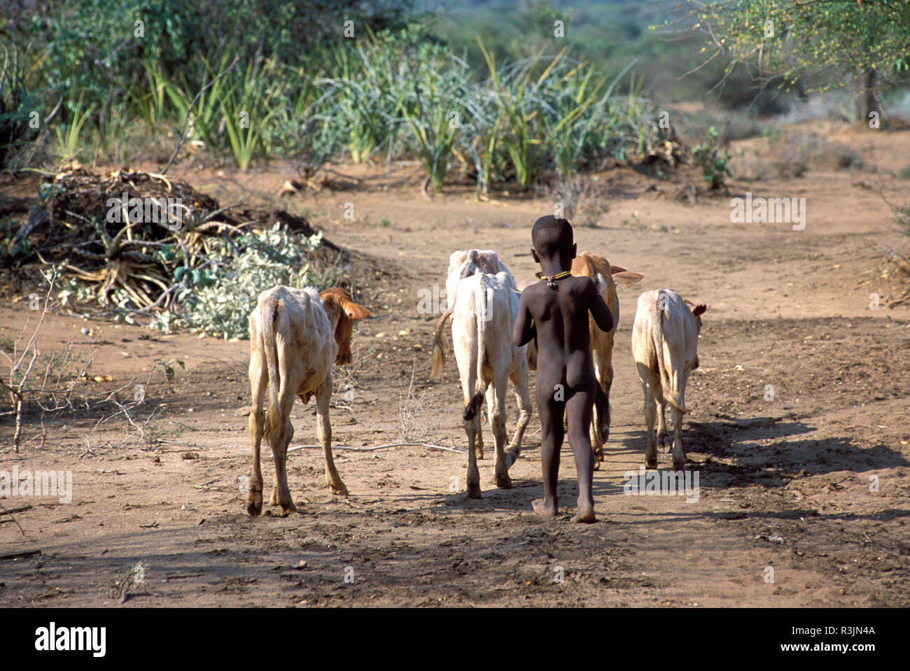 Africa, Ethiopia, Omo region. A young bare-bottomed Hamar tribe boy leads the family cattle to the water hole. (MR) Stock Photo