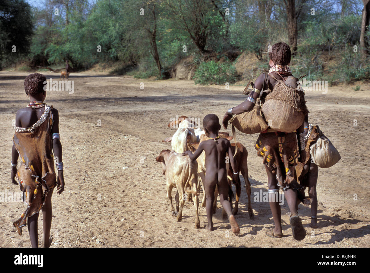 Africa, Ethiopia, Omo region. A Hamar tribe family leads cattle to a water hole. (MR) Stock Photo