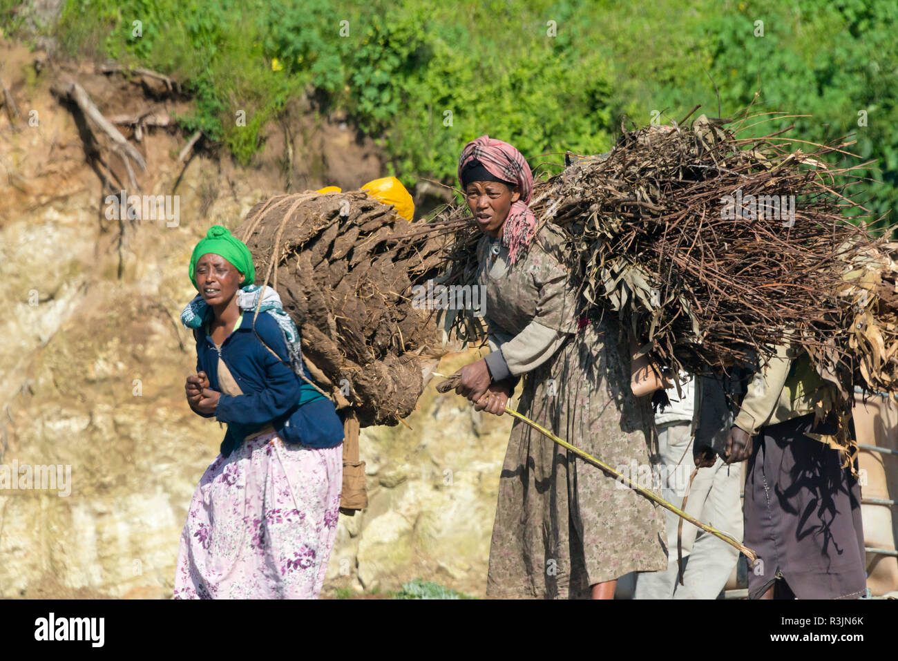 Cow dung africa hi-res stock photography and images - Alamy
