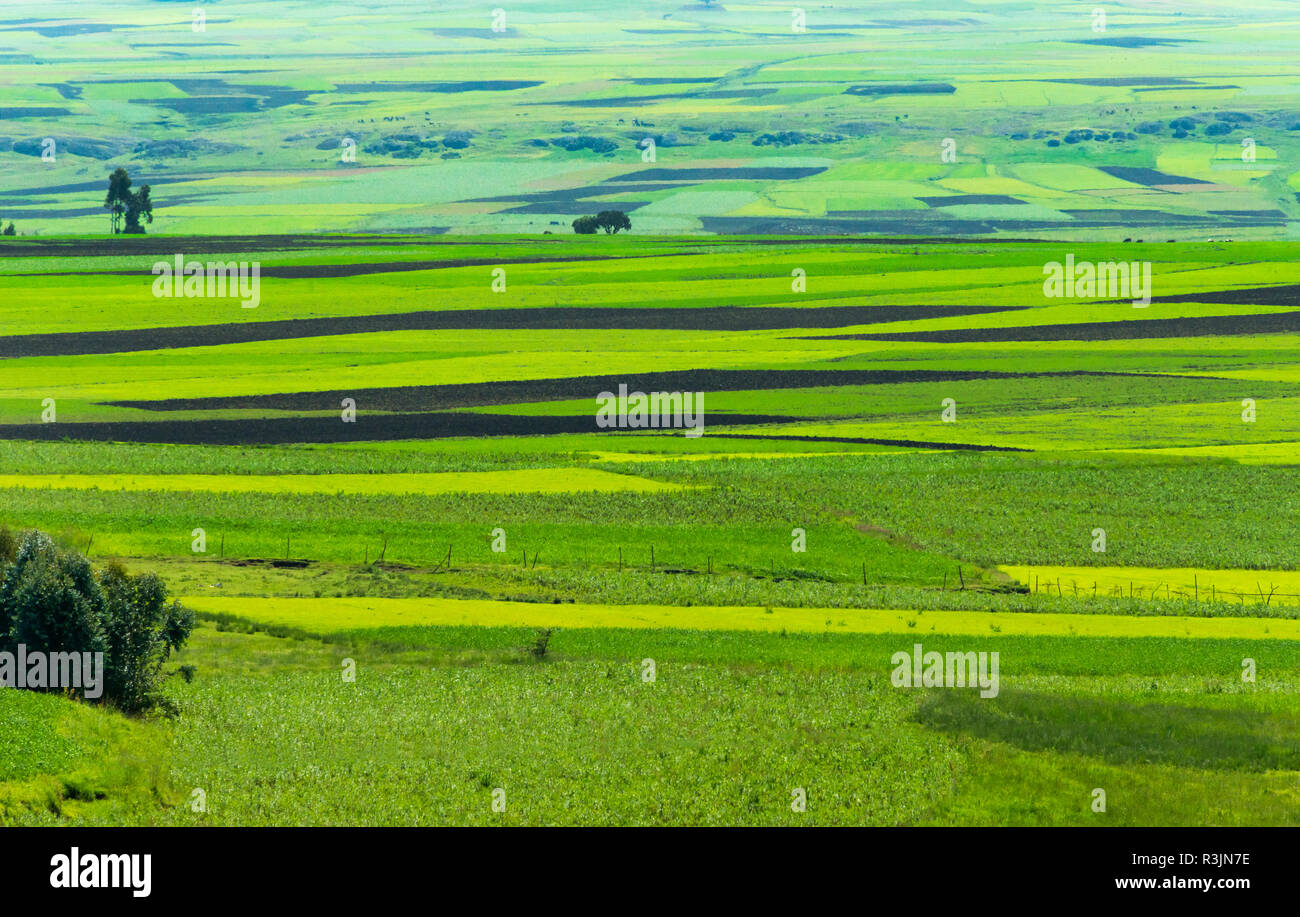 Pasture, between Addis Ababa and Bahir Dar, Ethiopia Stock Photo Alamy