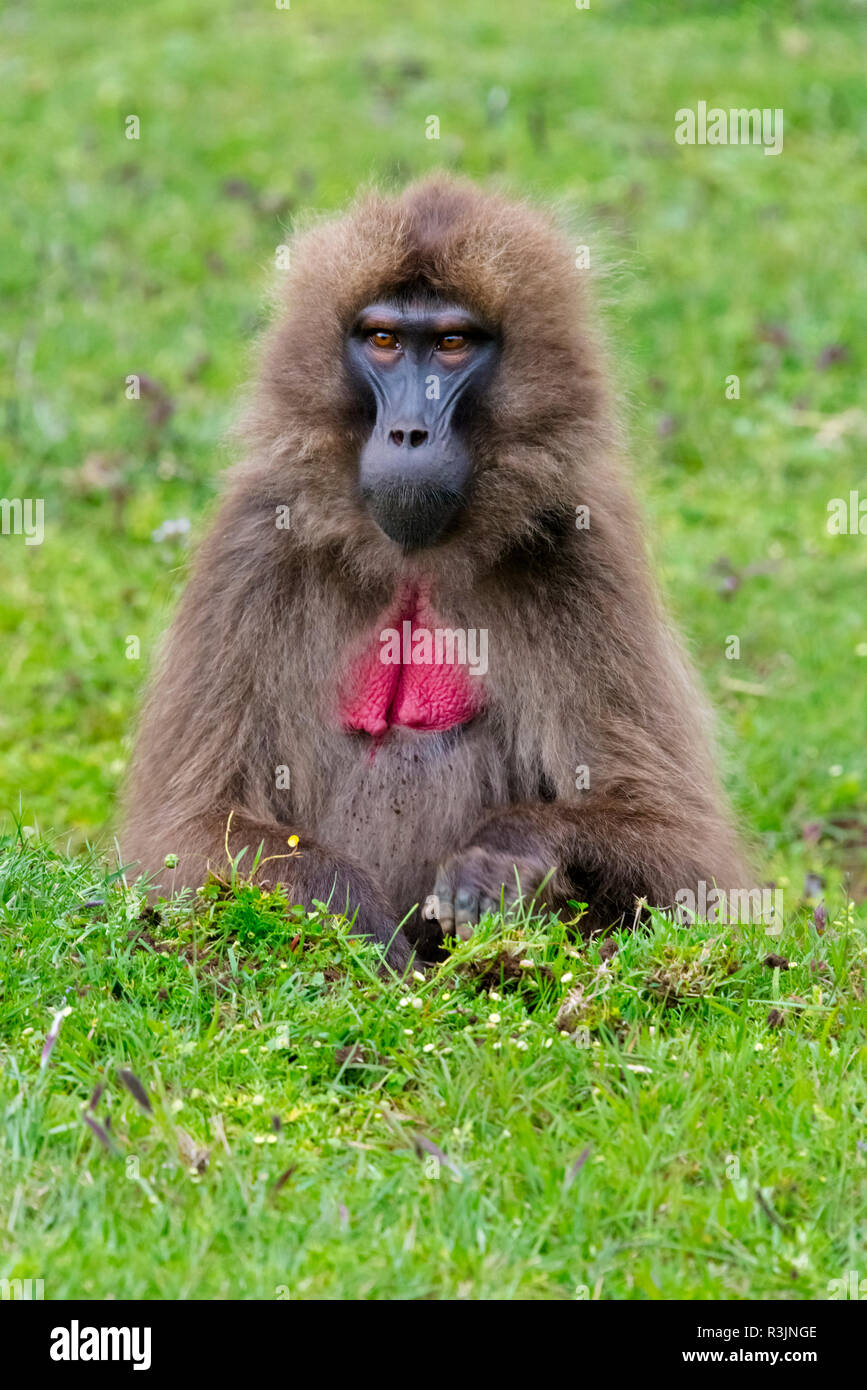 品数豊富！ NATURAL BOCKLY SAL あたたか さる Polee × MONKEYS MOUNTAIN その他