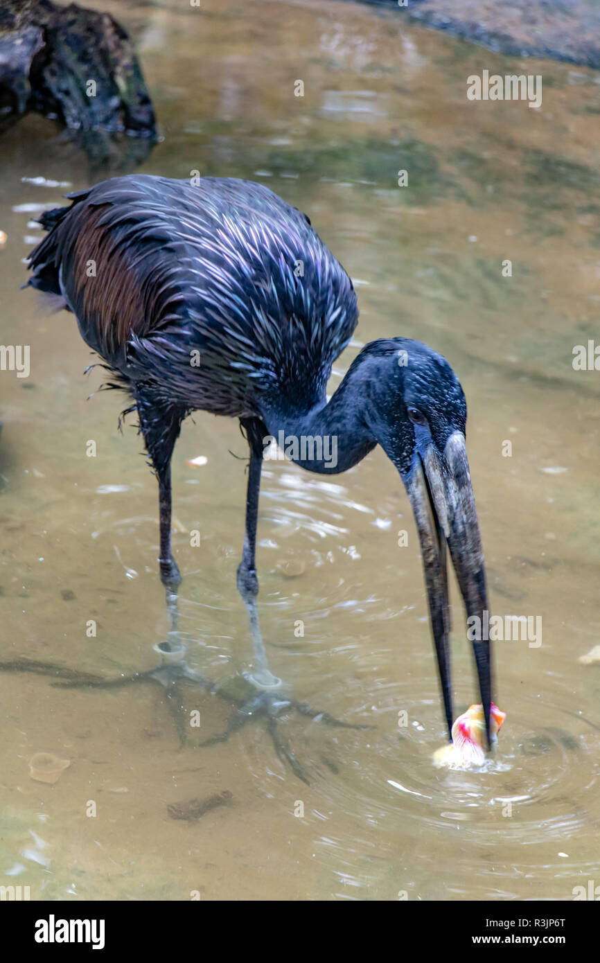 The African openbill (Anastomus lamelligerus) eating in the water. Stock Photo