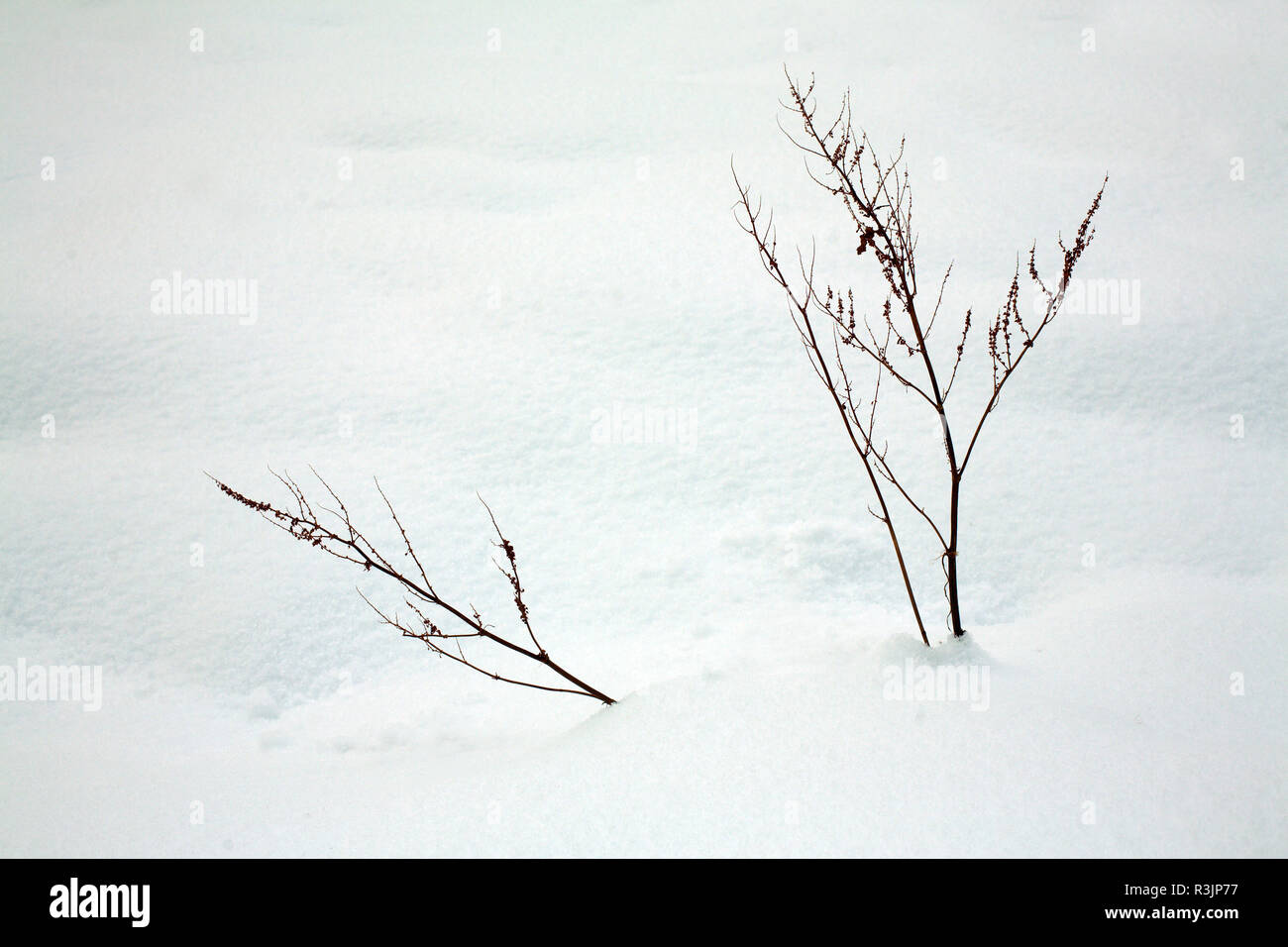 Twigs sticking out of snow in winter Stock Photo