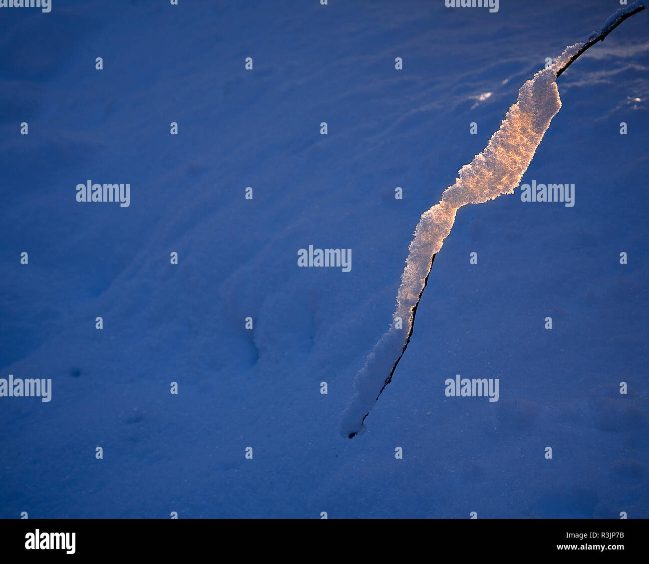 Sunlight on a snow covered twig in winter Stock Photo