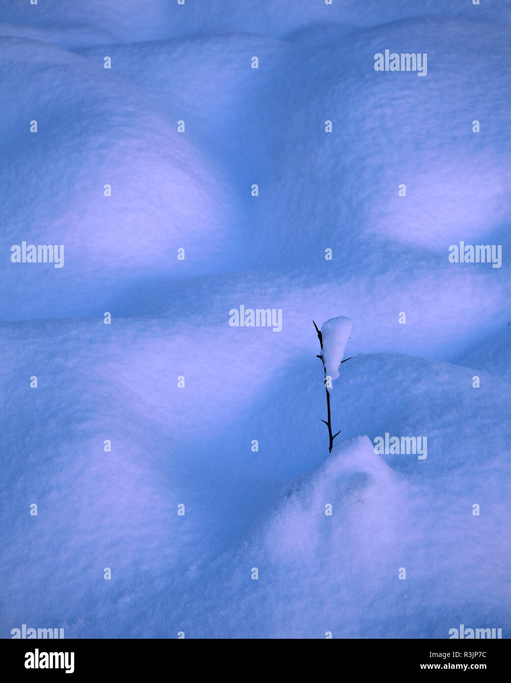 Hawthorne twig sticking out of snow Stock Photo