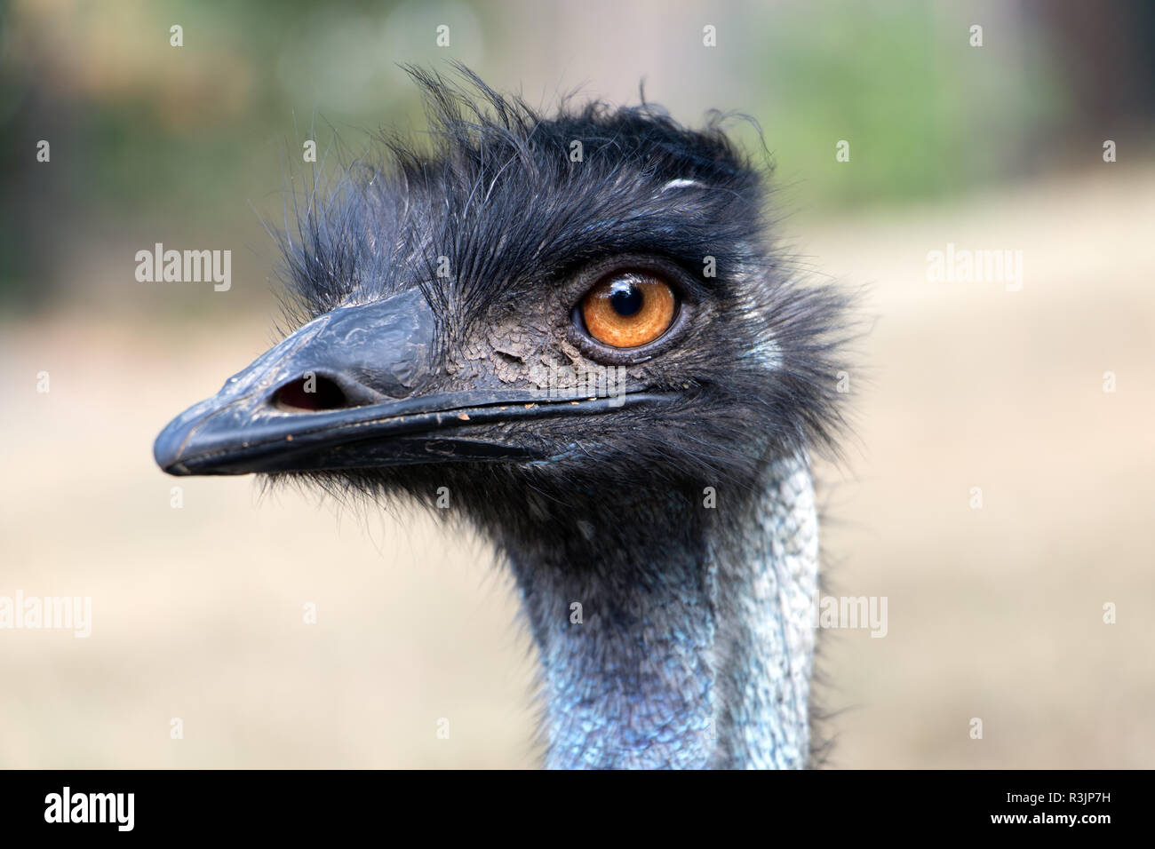 Emu head portrait hi-res stock photography and images - Alamy