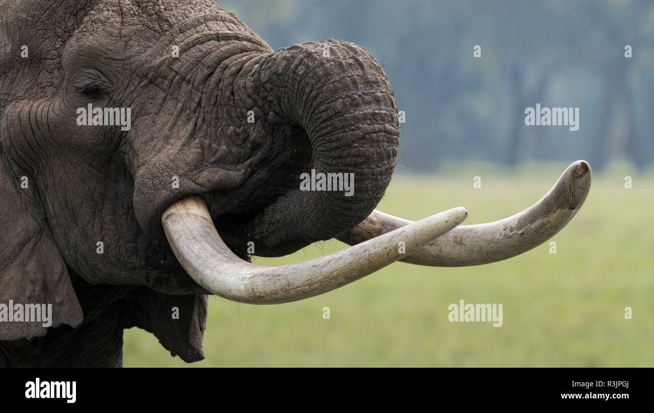 Africa, Kenya, Maasai Mara National Reserve. Close-up of elephant head and tusks. Credit as: Bill Young / Jaynes Gallery / DanitaDelimont.com Stock Photo