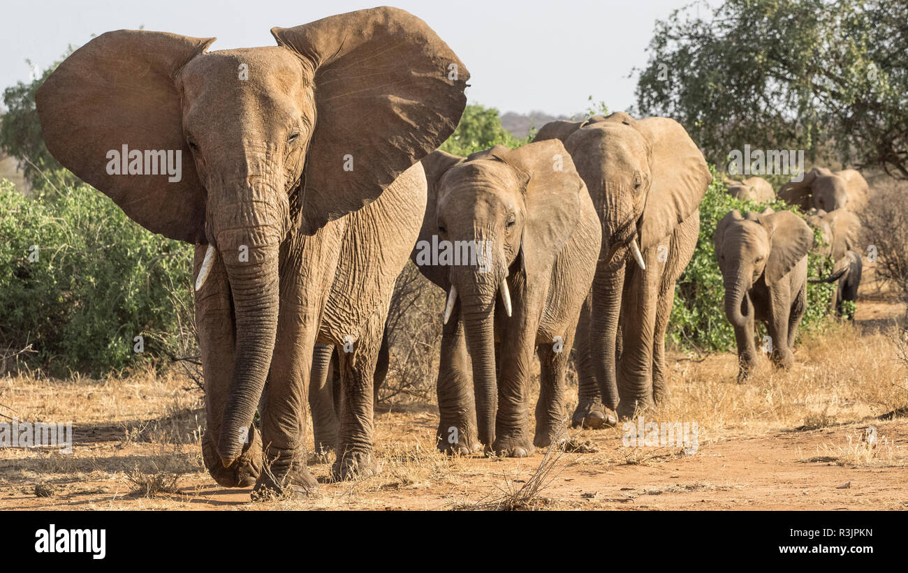 Africa, Kenya. African elephants walking in line. Credit as: Bill Young / Jaynes Gallery / DanitaDelimont.com Stock Photo