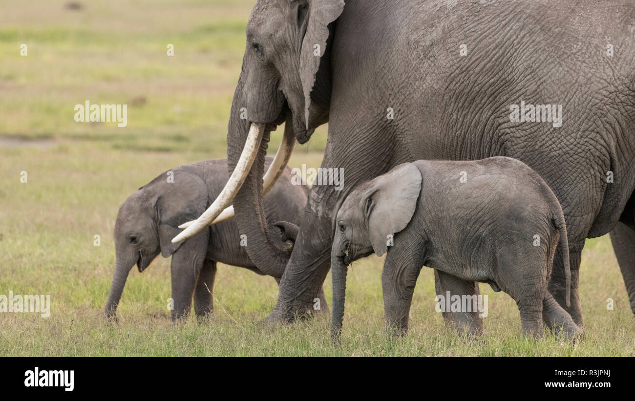 Africa, Kenya, Amboseli National Park. Elephants on the march. Credit as: Bill Young / Jaynes Gallery / DanitaDelimont.com Stock Photo