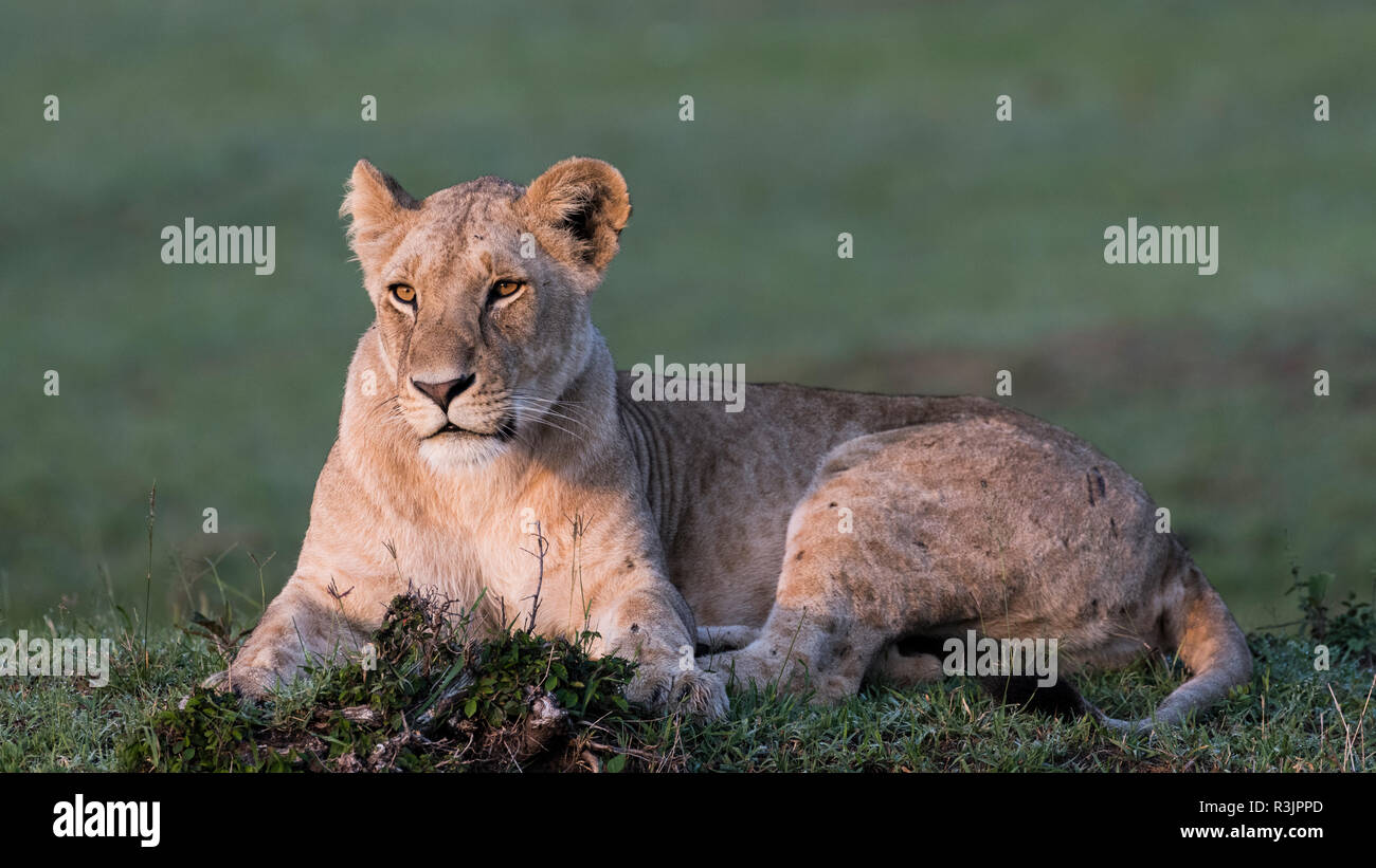 Africa, Kenya, Amboseli National Park. Close-up of resting lioness. DanitaDelimont.com Stock Photo