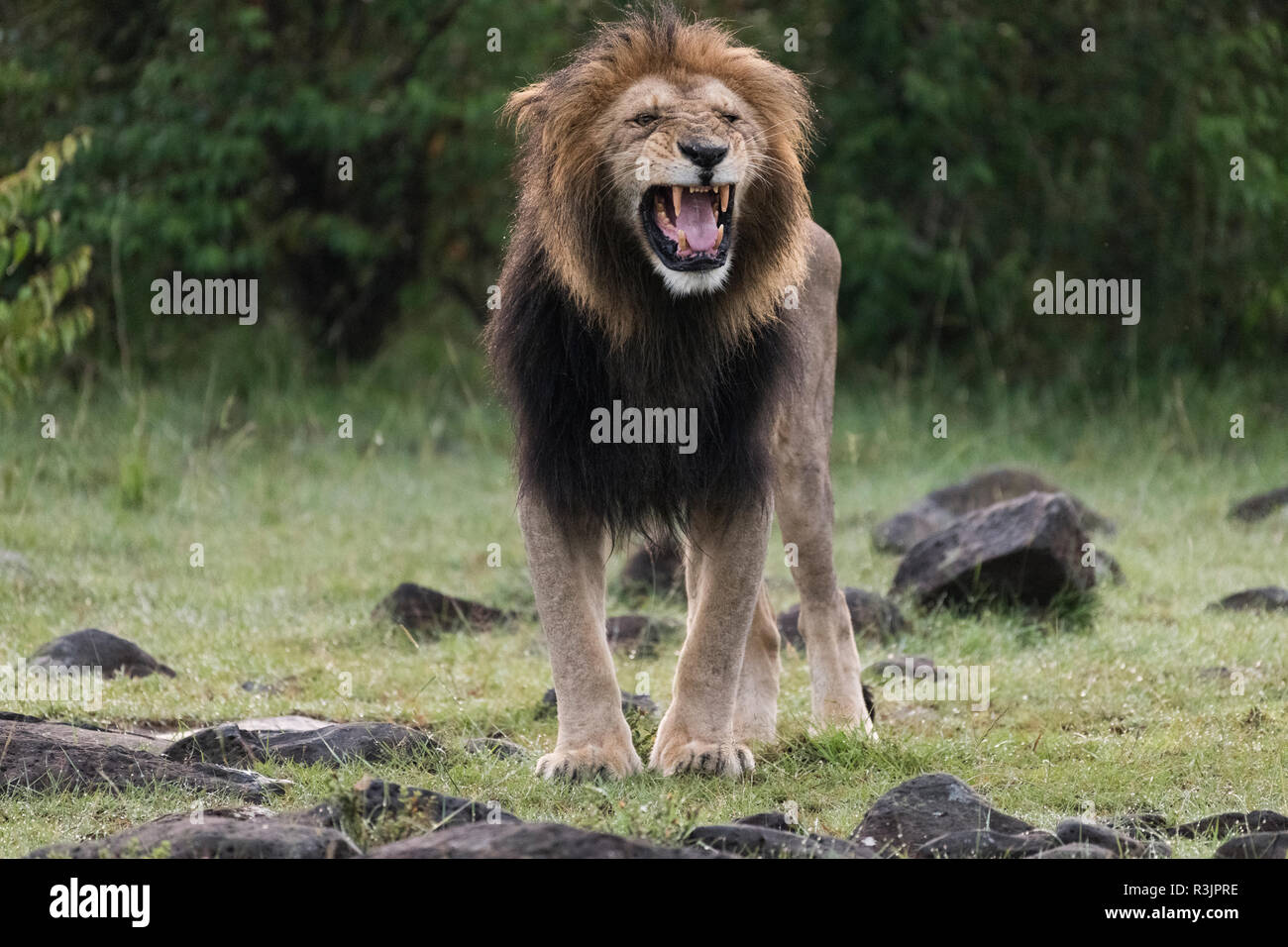 Africa, Kenya, Maasai Mara National Reserve. Snarling male lion. Credit as: Bill Young / Jaynes Gallery / DanitaDelimont.com Stock Photo