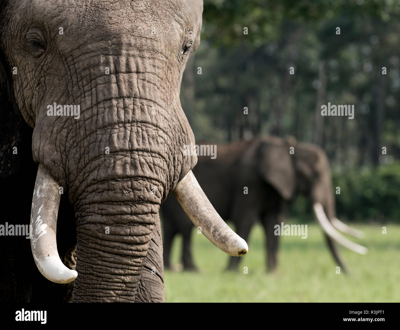Africa, Kenya, Maasai Mara National Reserve. Close-up of elephant head. Credit as: Bill Young / Jaynes Gallery / DanitaDelimont.com Stock Photo