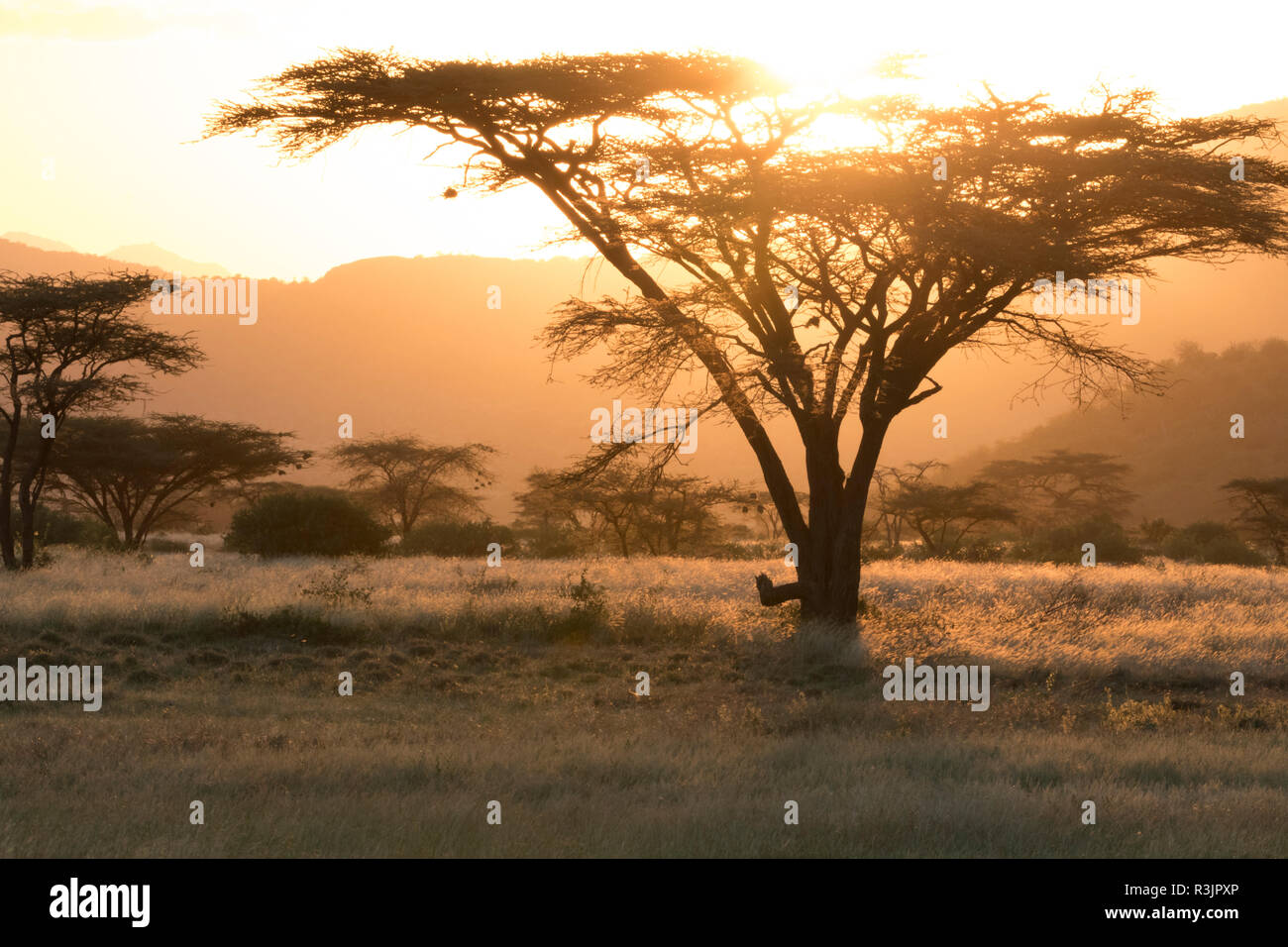 Africa, Kenya, Samburu National Reserve. Savanna sunset. Stock Photo