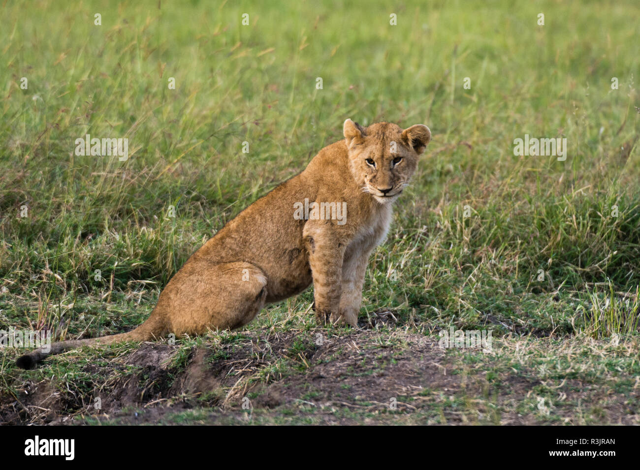 Lion, Panthera Leo, Masai Mara, Kenya Stock Photo - Alamy