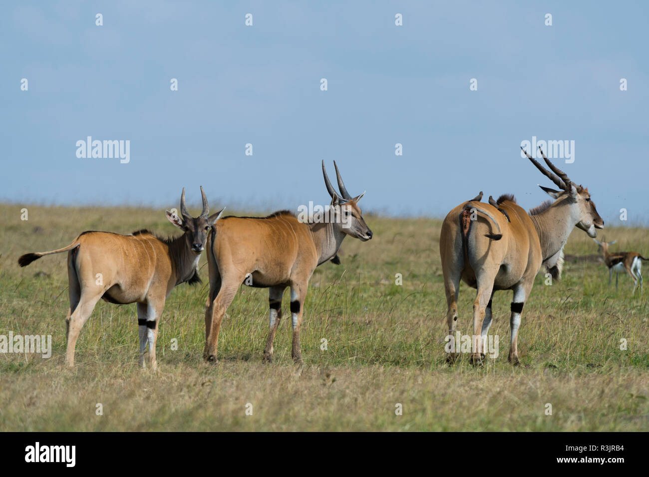 Eland (Taurotragus Oryx), Masai Mara, Kenya Stock Photo - Alamy